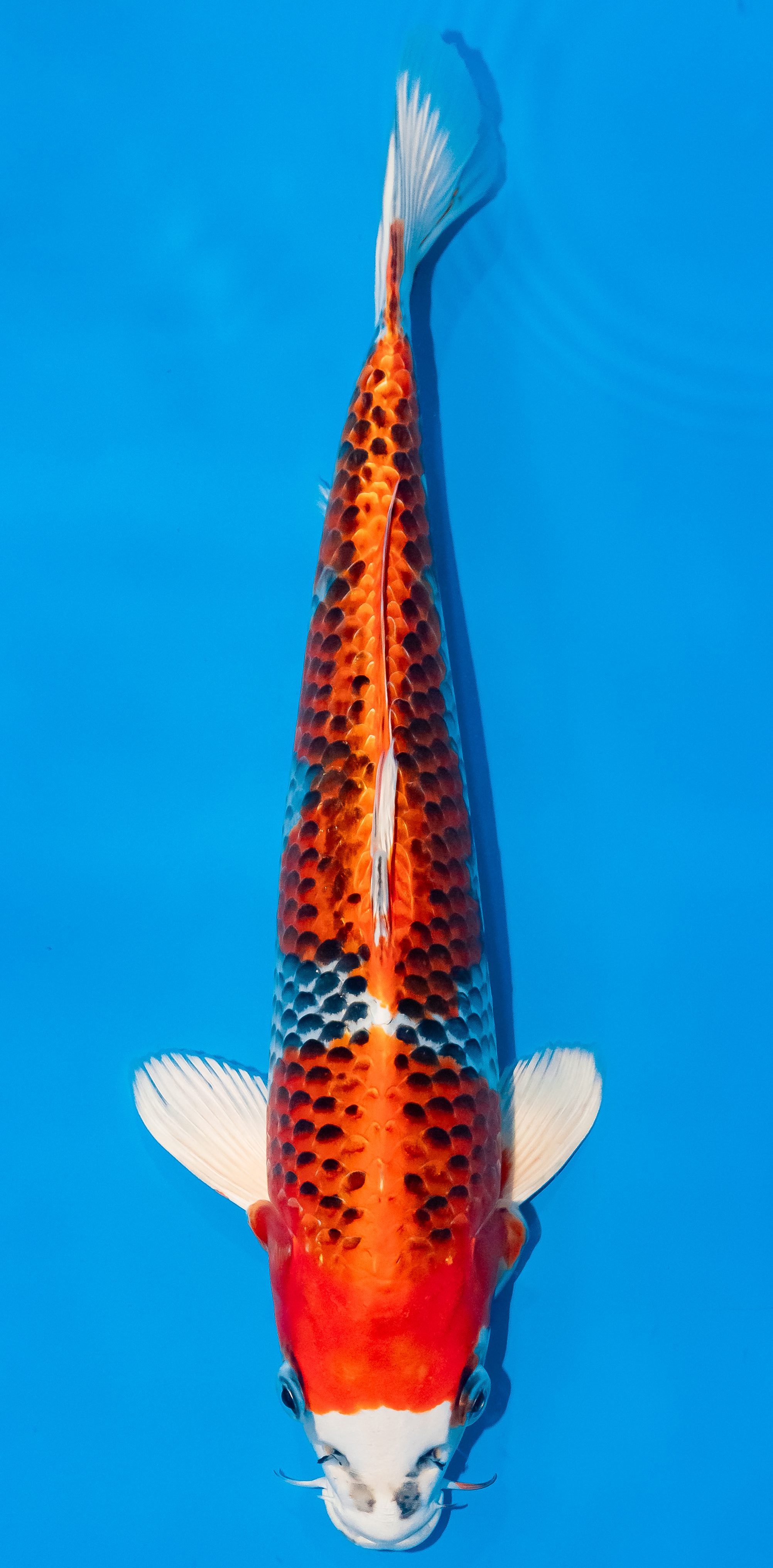 Koi 35-40cm Nr. 5093