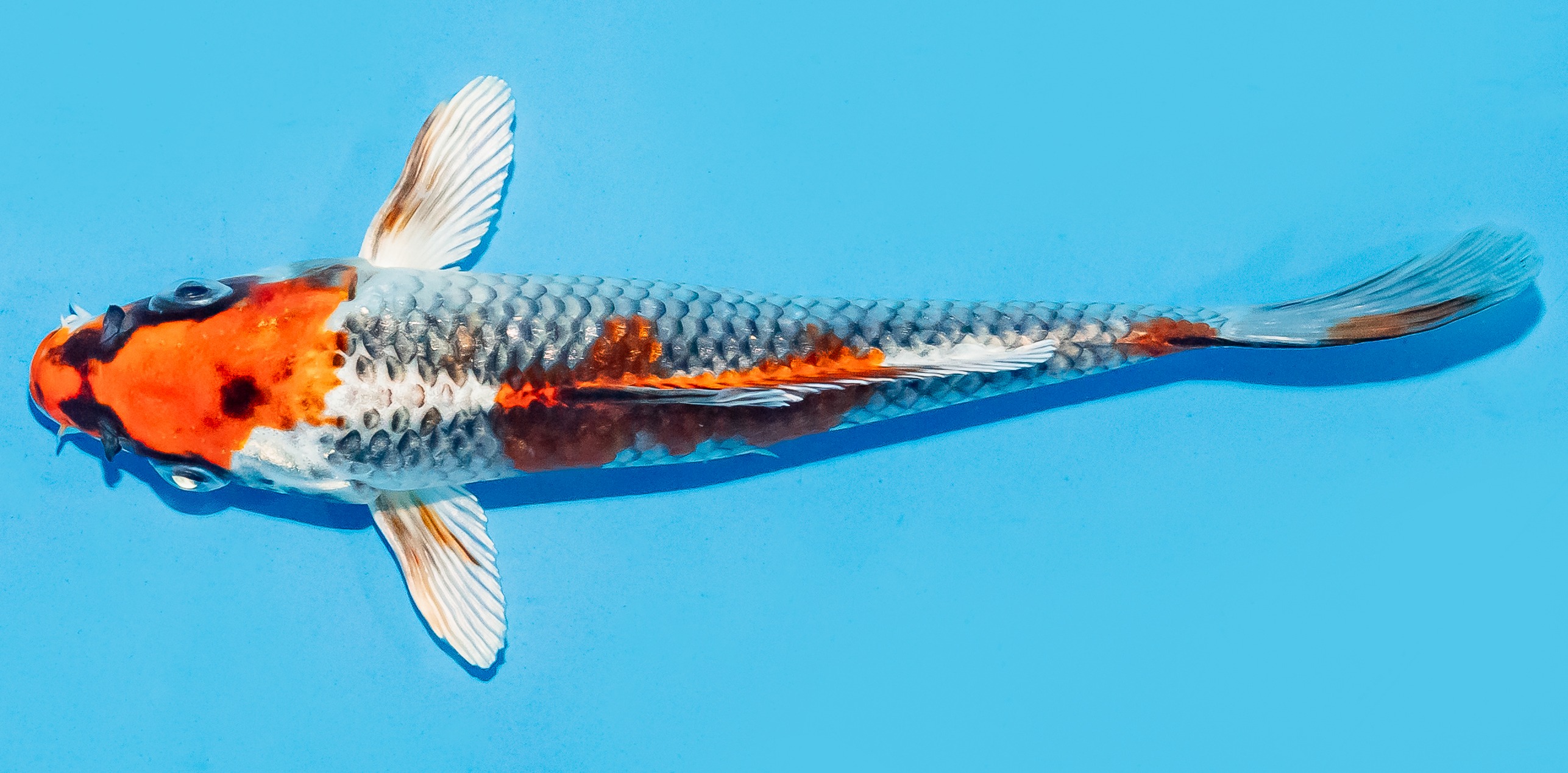 Koi 17-20cm Nr. 8710