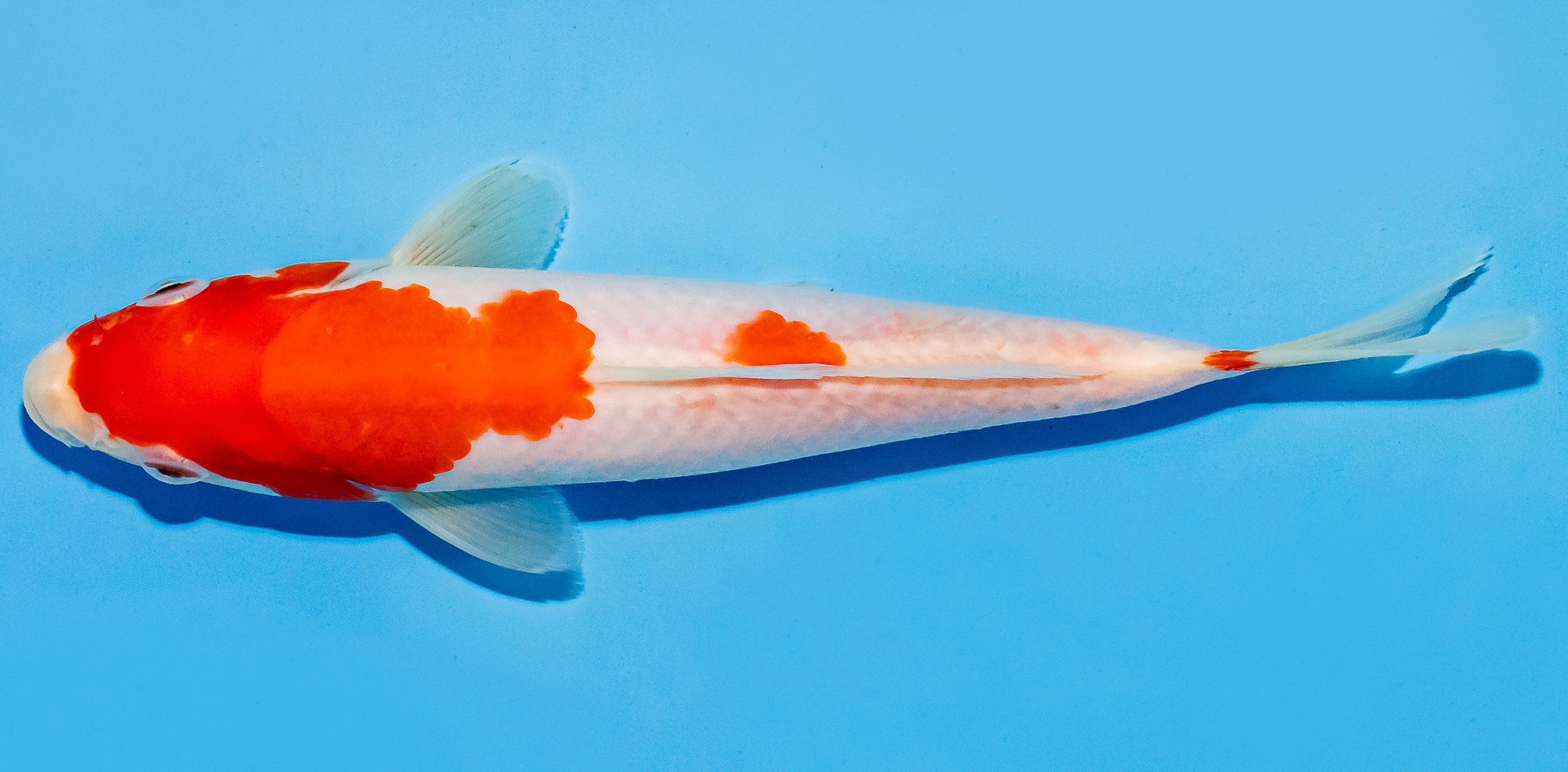 Koi 17-20cm Nr. 7212