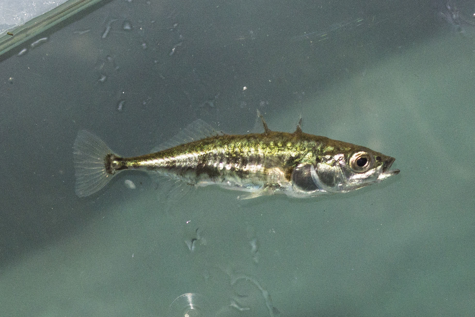 Driedoornige Stekelbaars (Gasterosteus aculeatus)