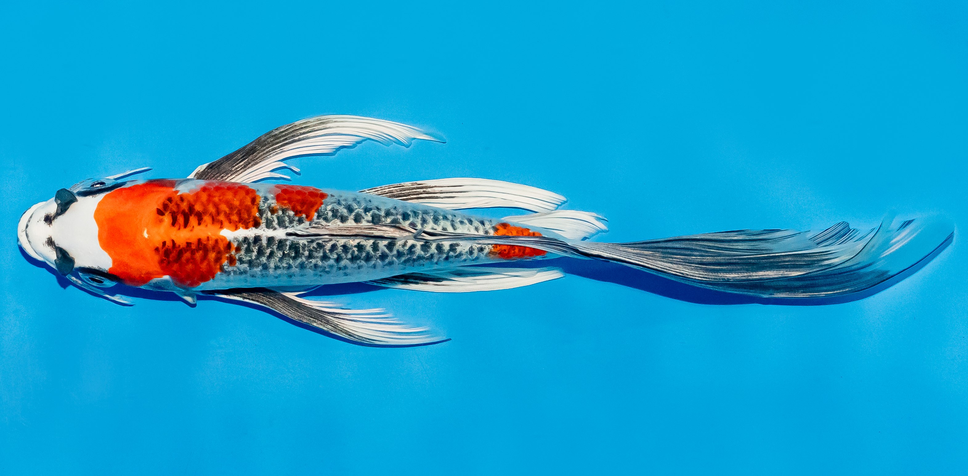 Butterfly Koi 25-30cm Nr. 5610