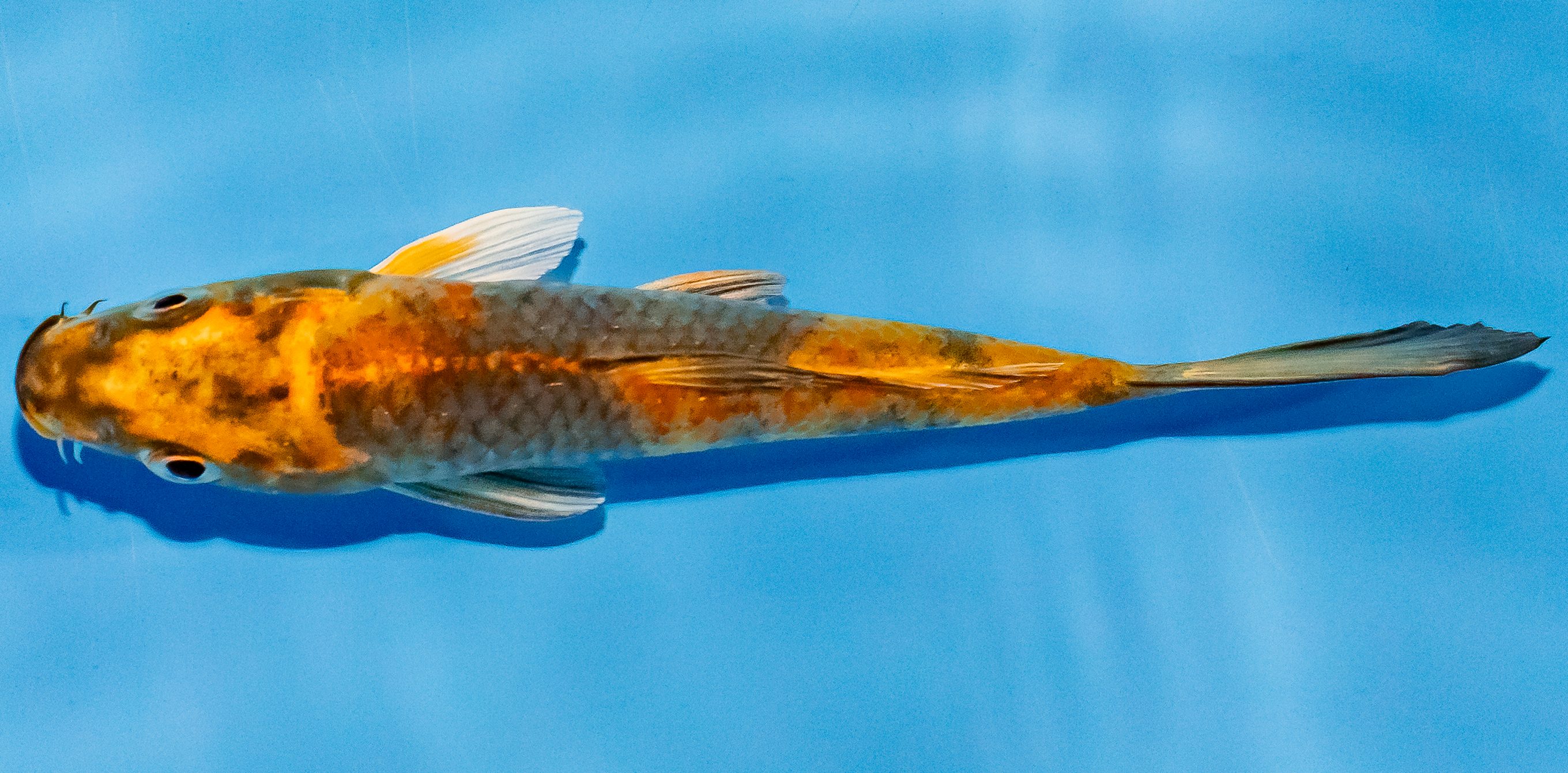 Koi 14-17cm Nr. 3006