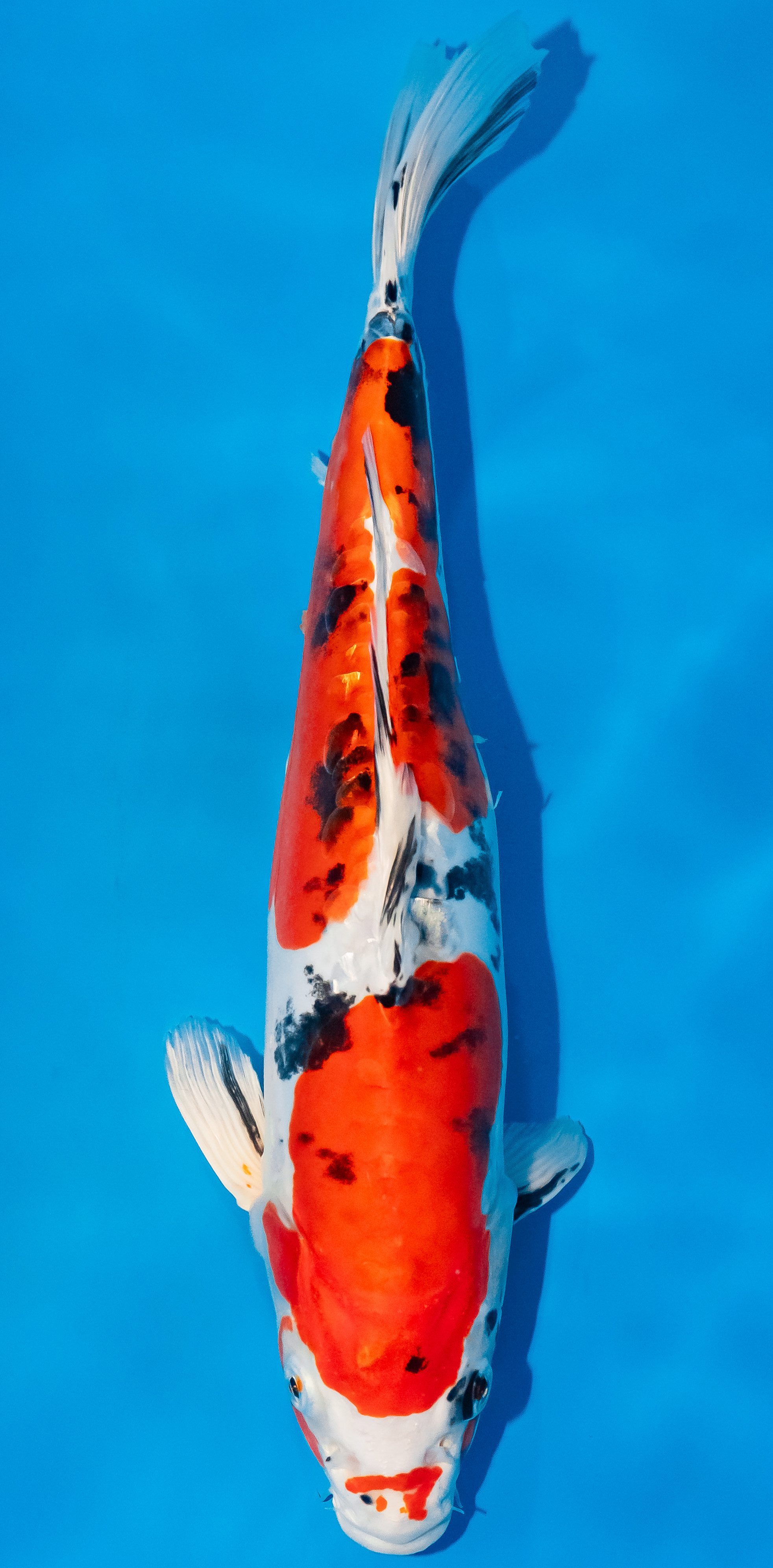 Koi 35-40cm Nr. 1158