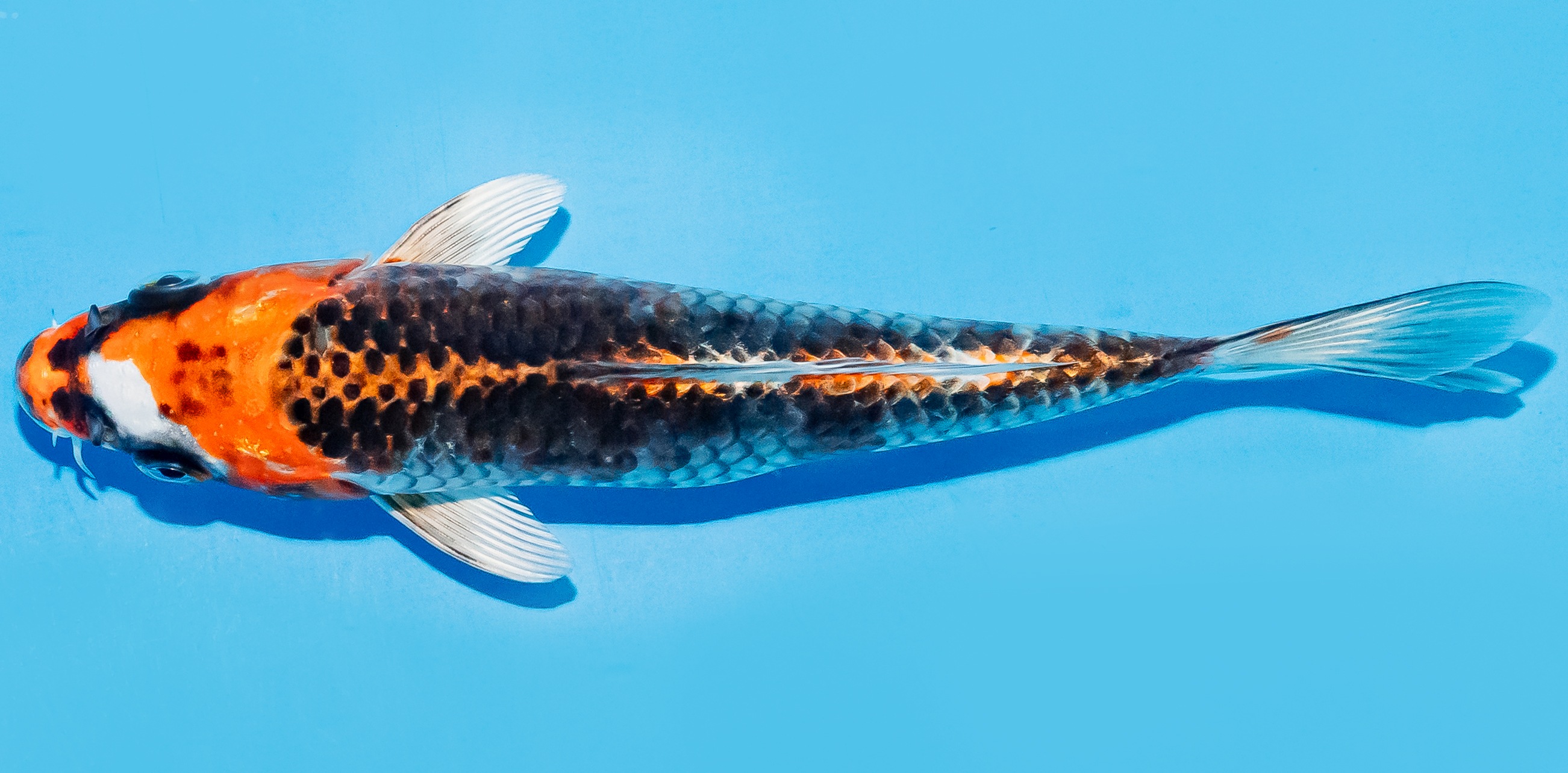 Koi 17-20cm Nr. 7728