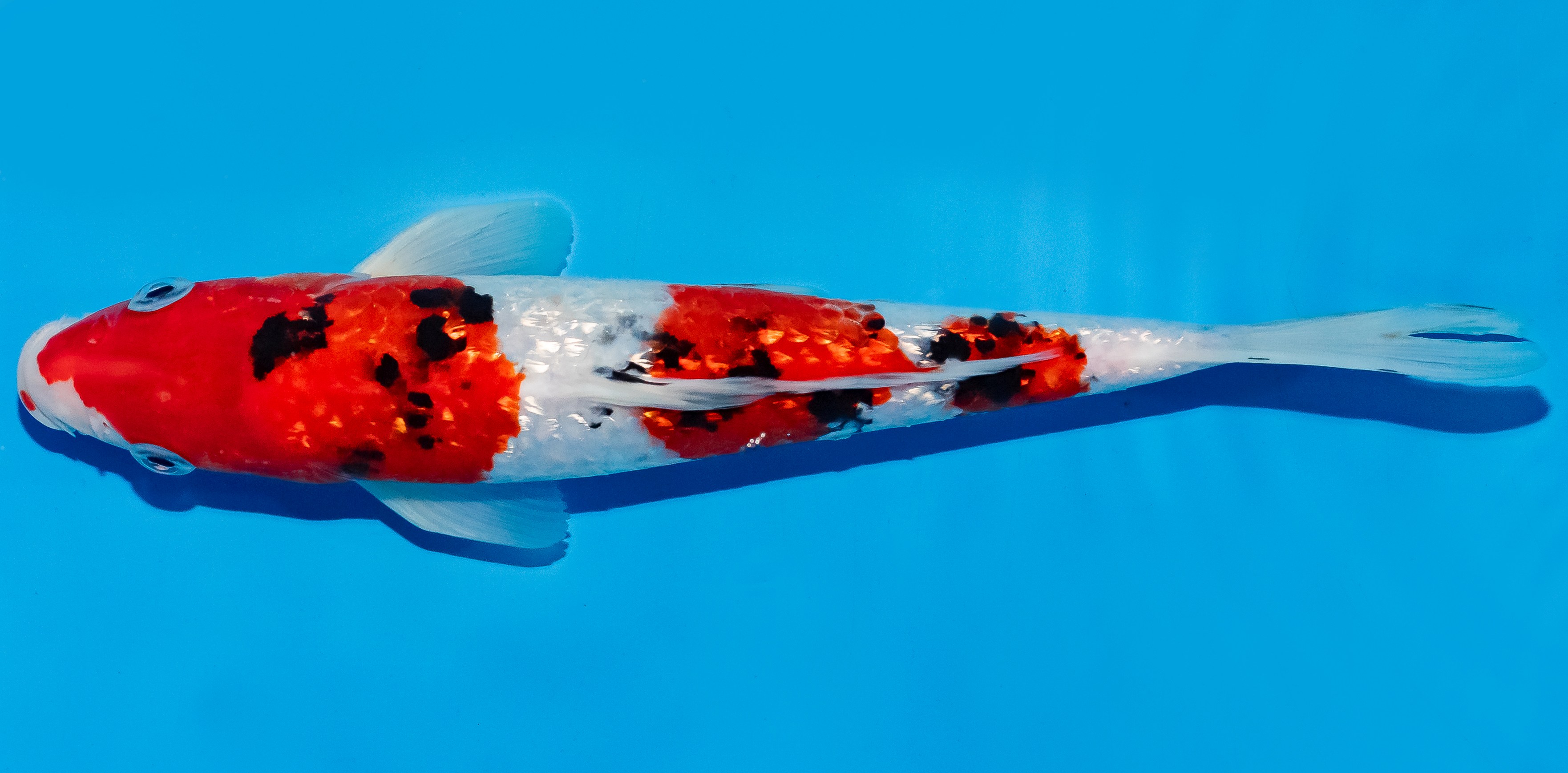 Koi 25-30cm Nr. 5302