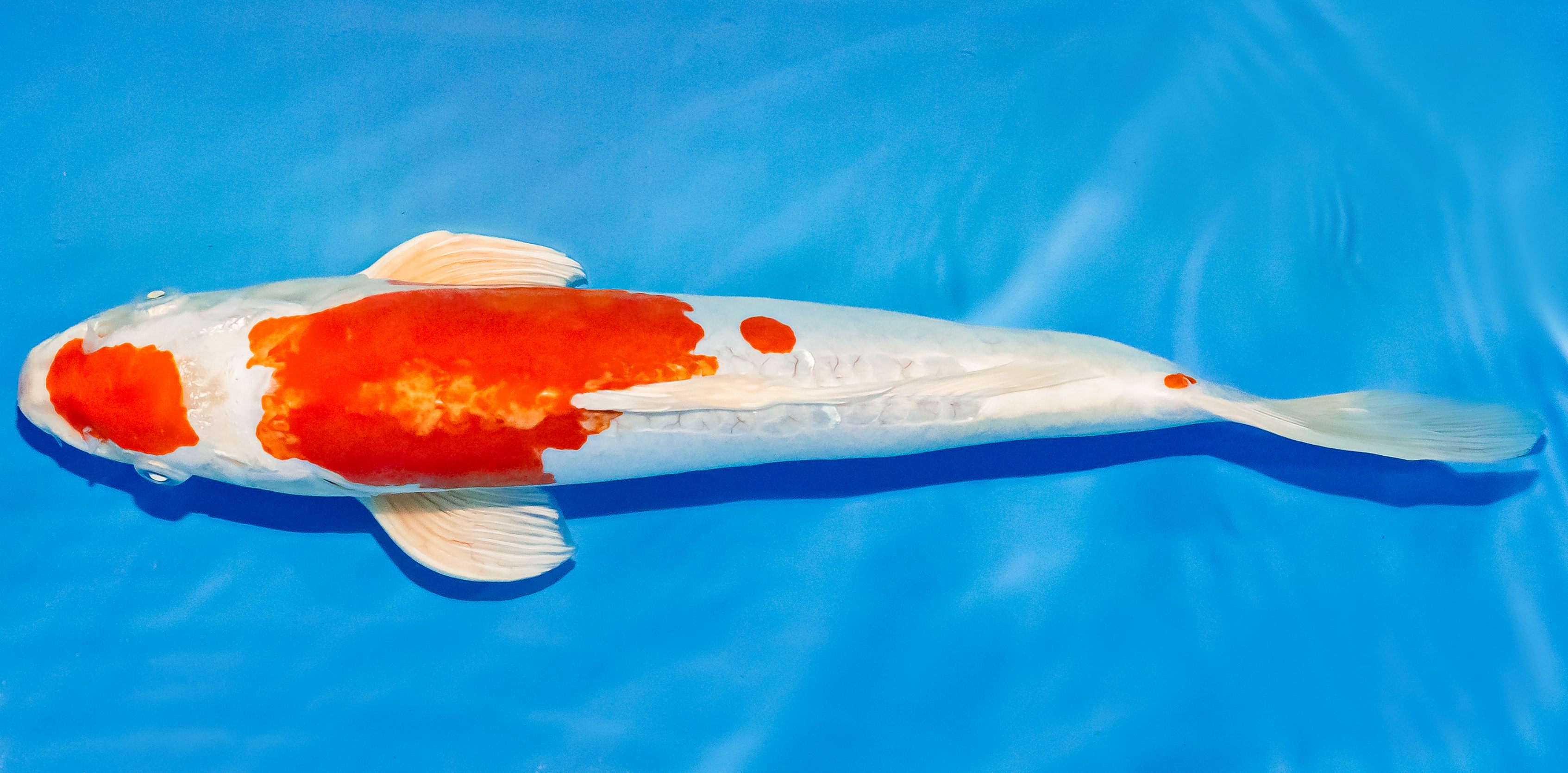 Koi 30-35cm Nr. 3716