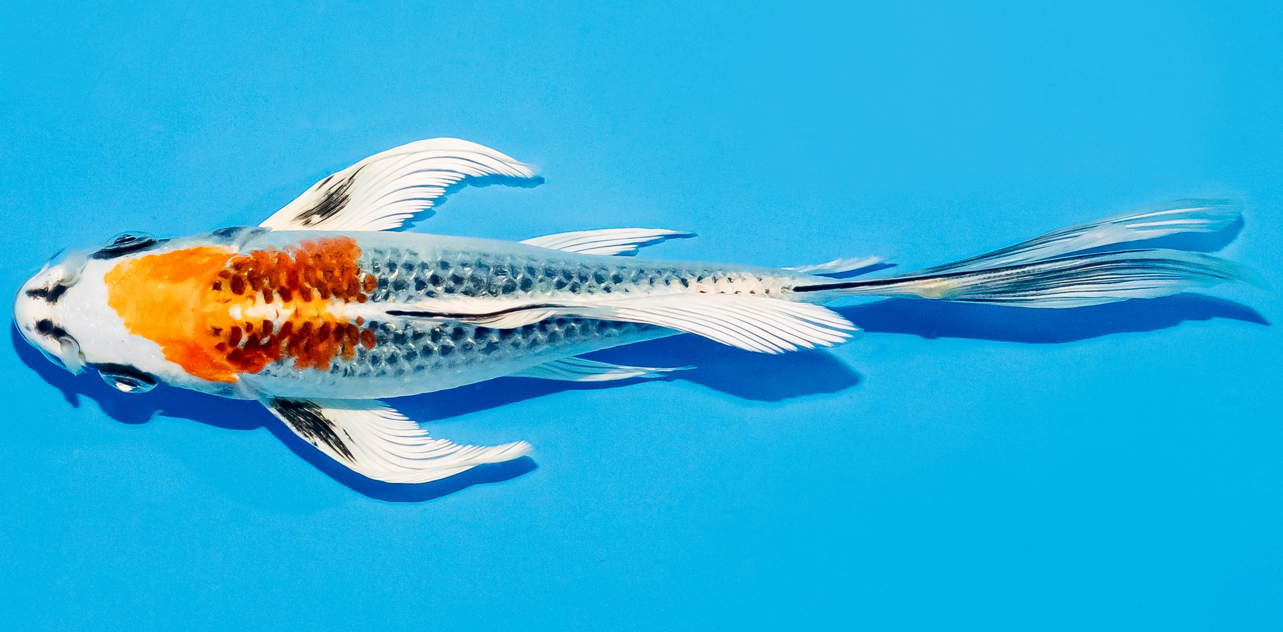 Butterfly Koi 20-25cm Nr. 5429