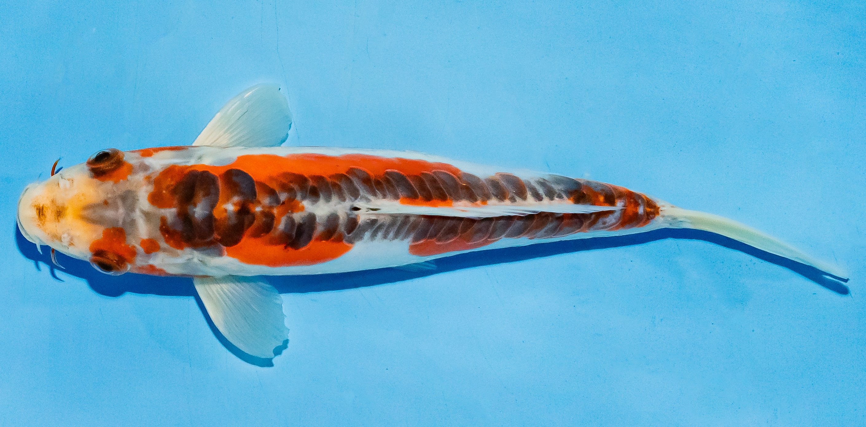 Koi 20-25cm Nr. 6033