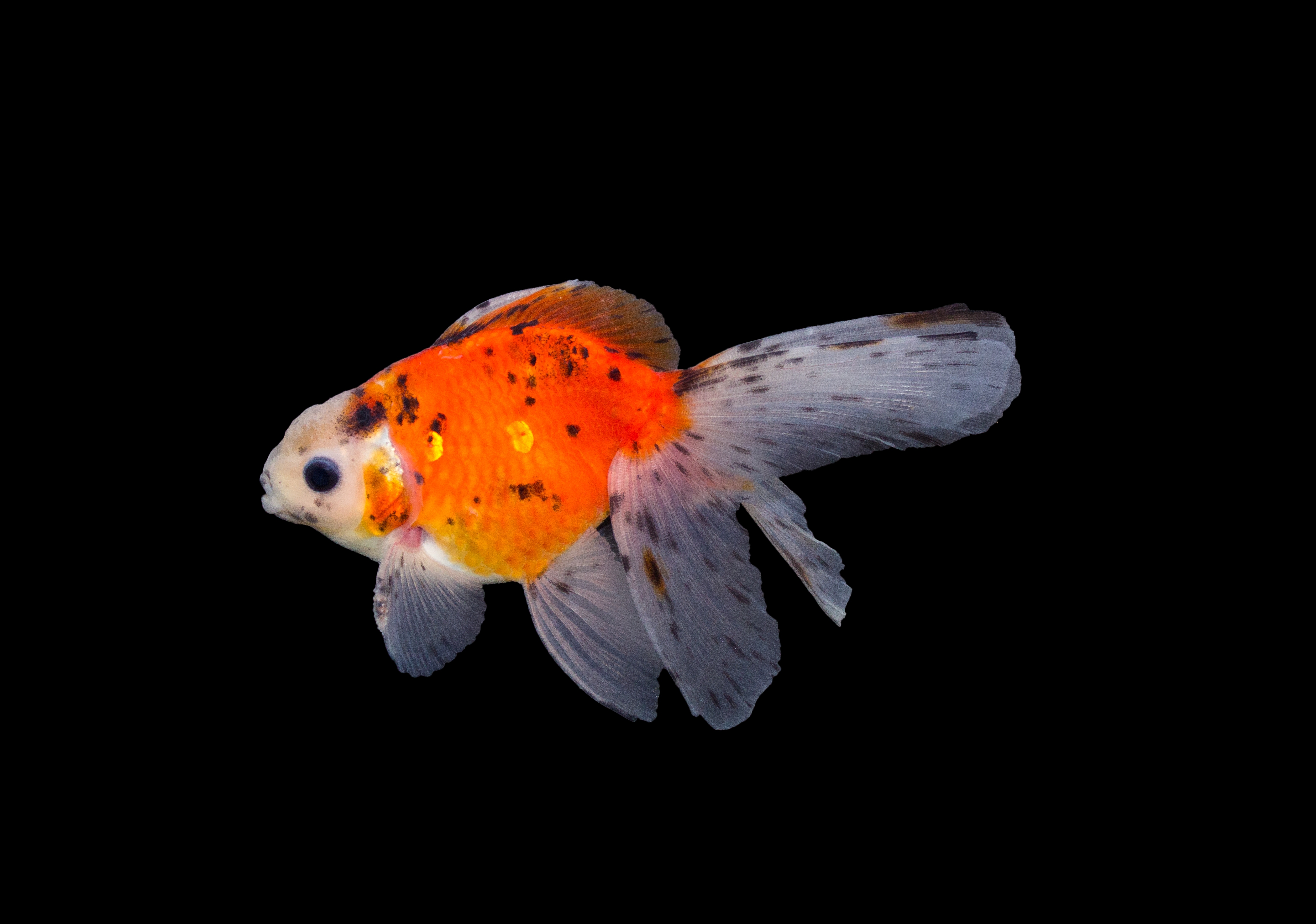 Calico Sluierstaart (Carassius auratus)