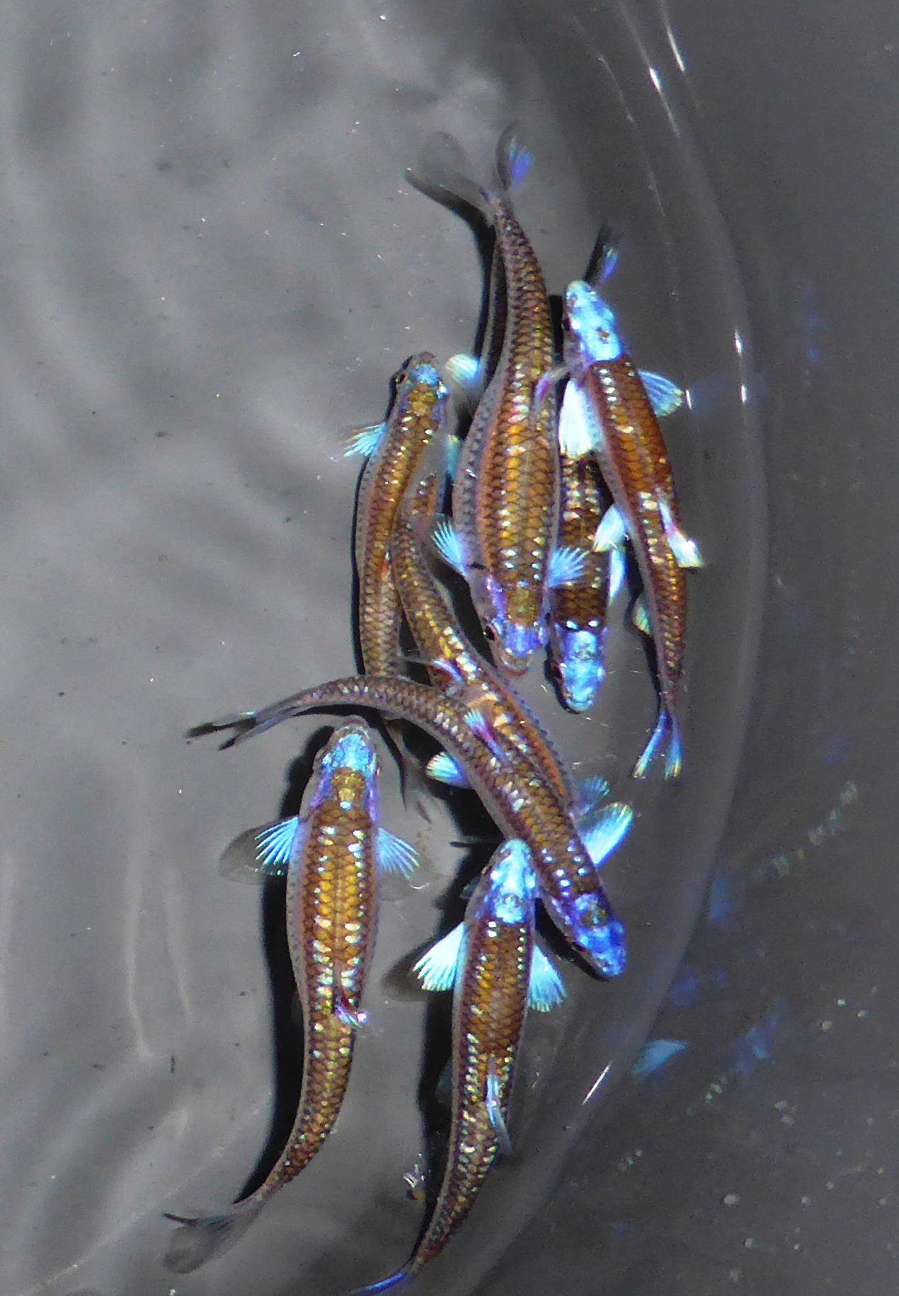 100x Rainbowshiner (Notropis chrosomus) 2-4cm