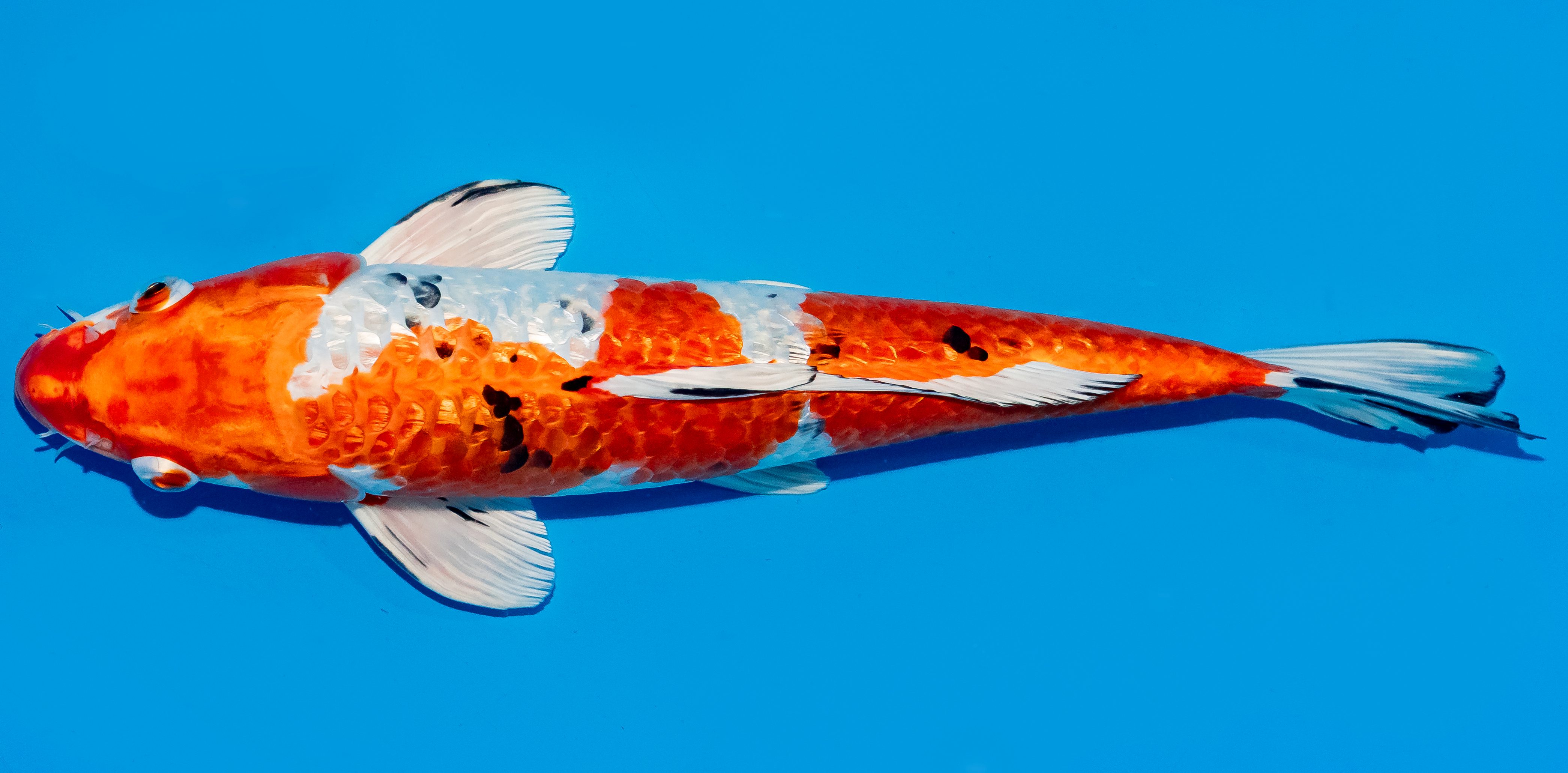 Koi 35-40cm Nr. 5073