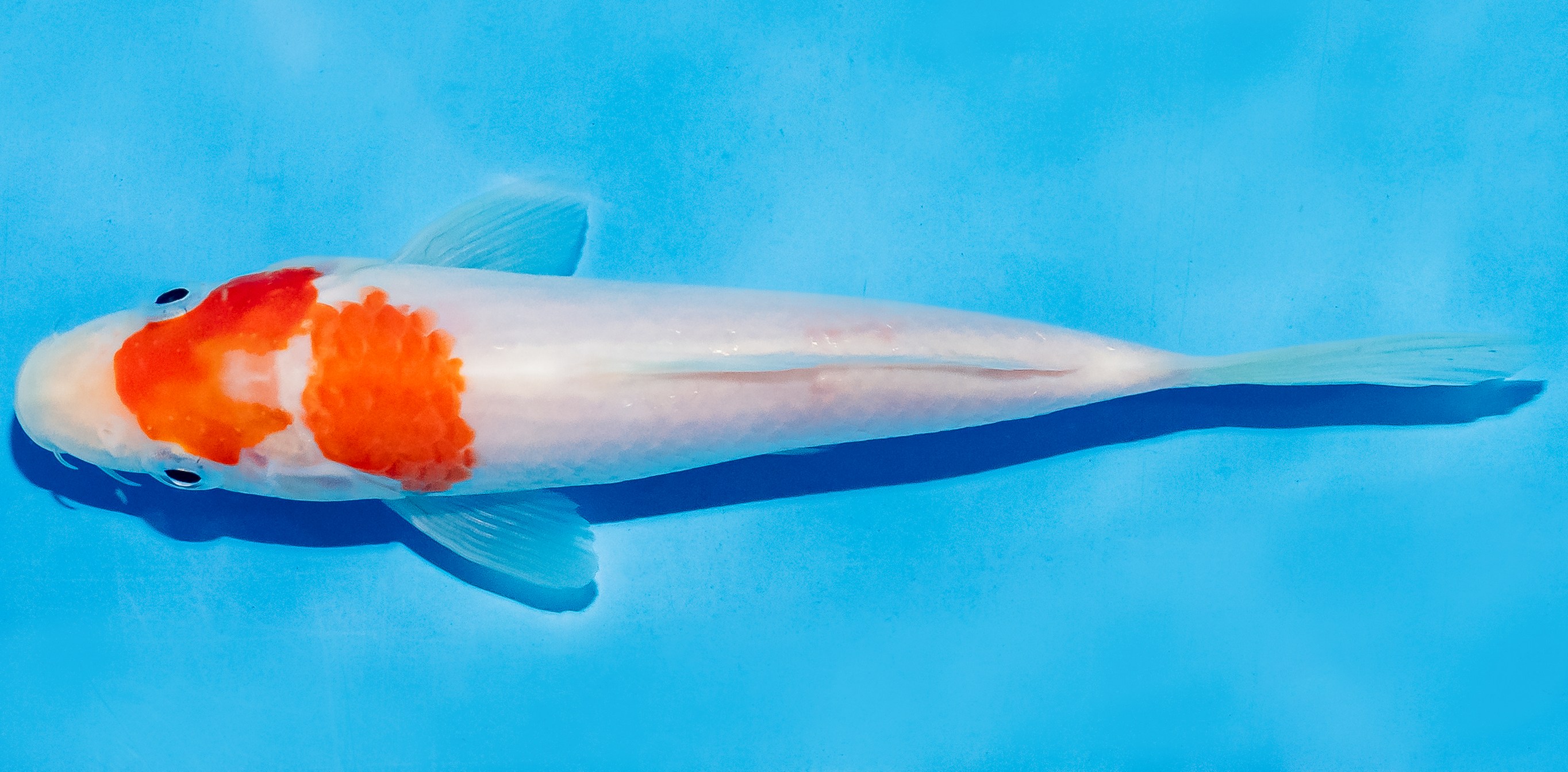 Koi 14-17cm Nr. 4791