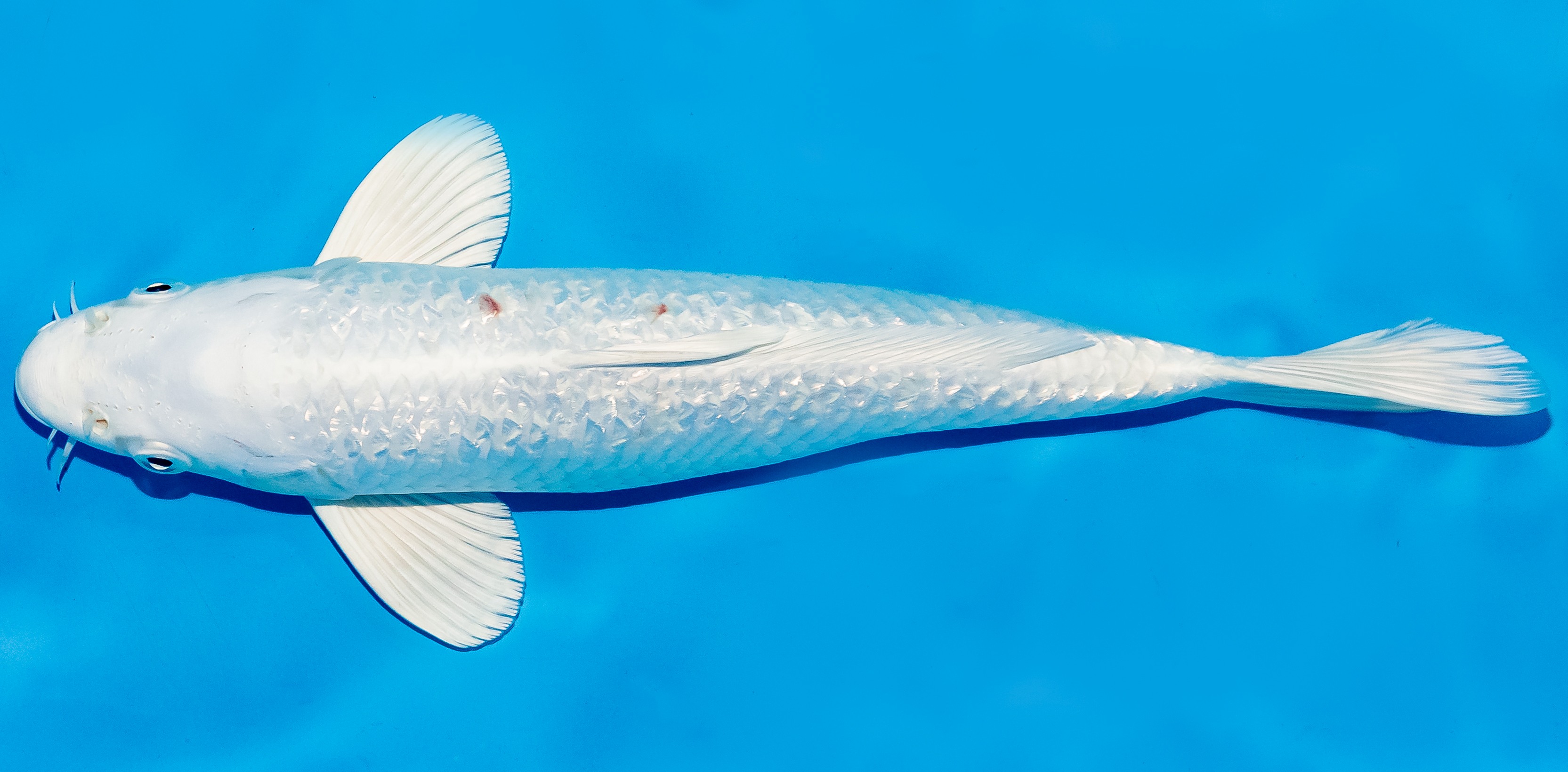 Koi 25-30cm Nr. 5333