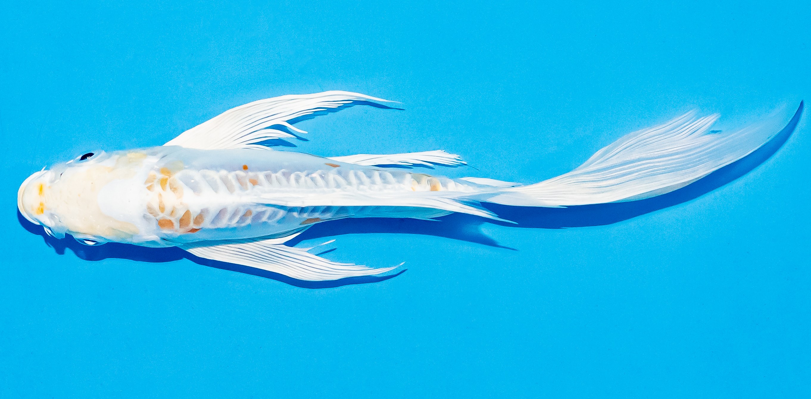 Butterfly Koi 17-20cm Nr. 5935