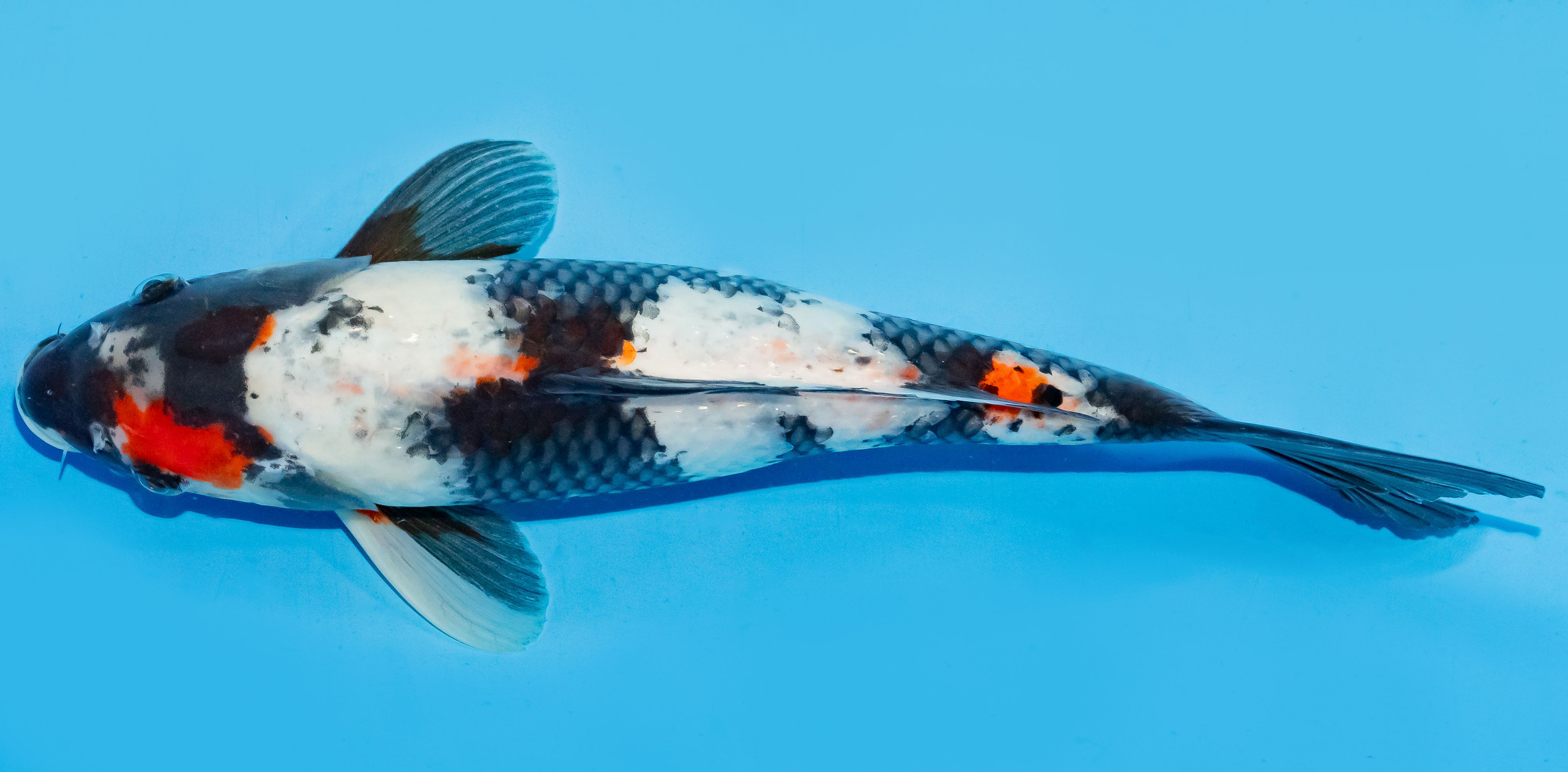 Koi 30-35cm Nr. 7632