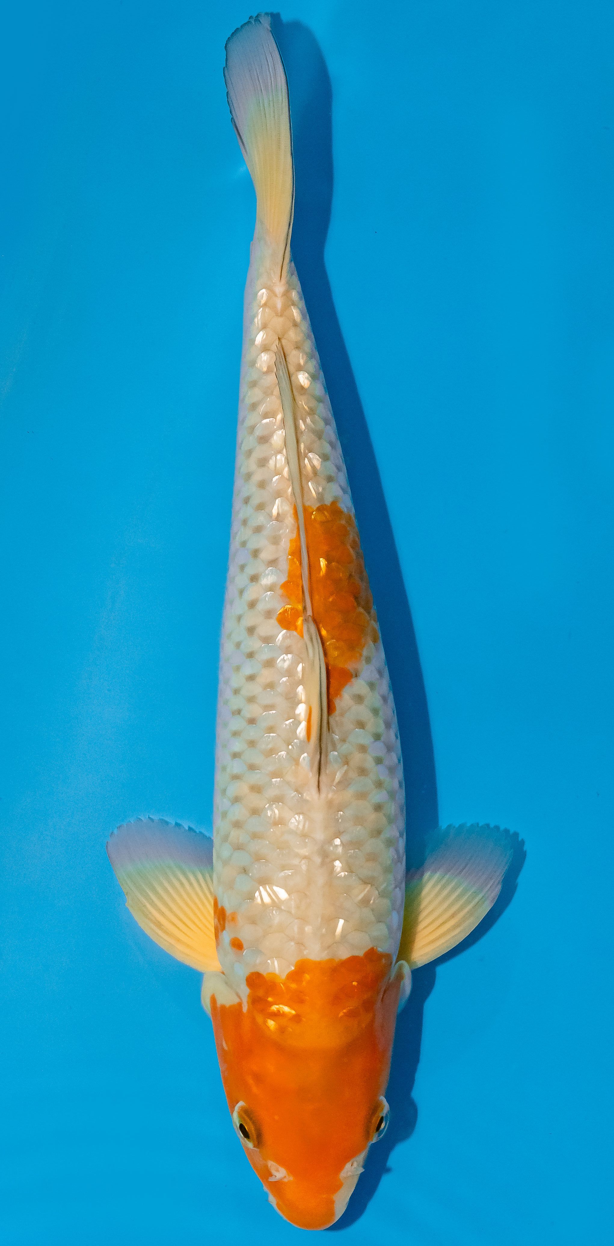 Koi 35-40cm Nr. 1145