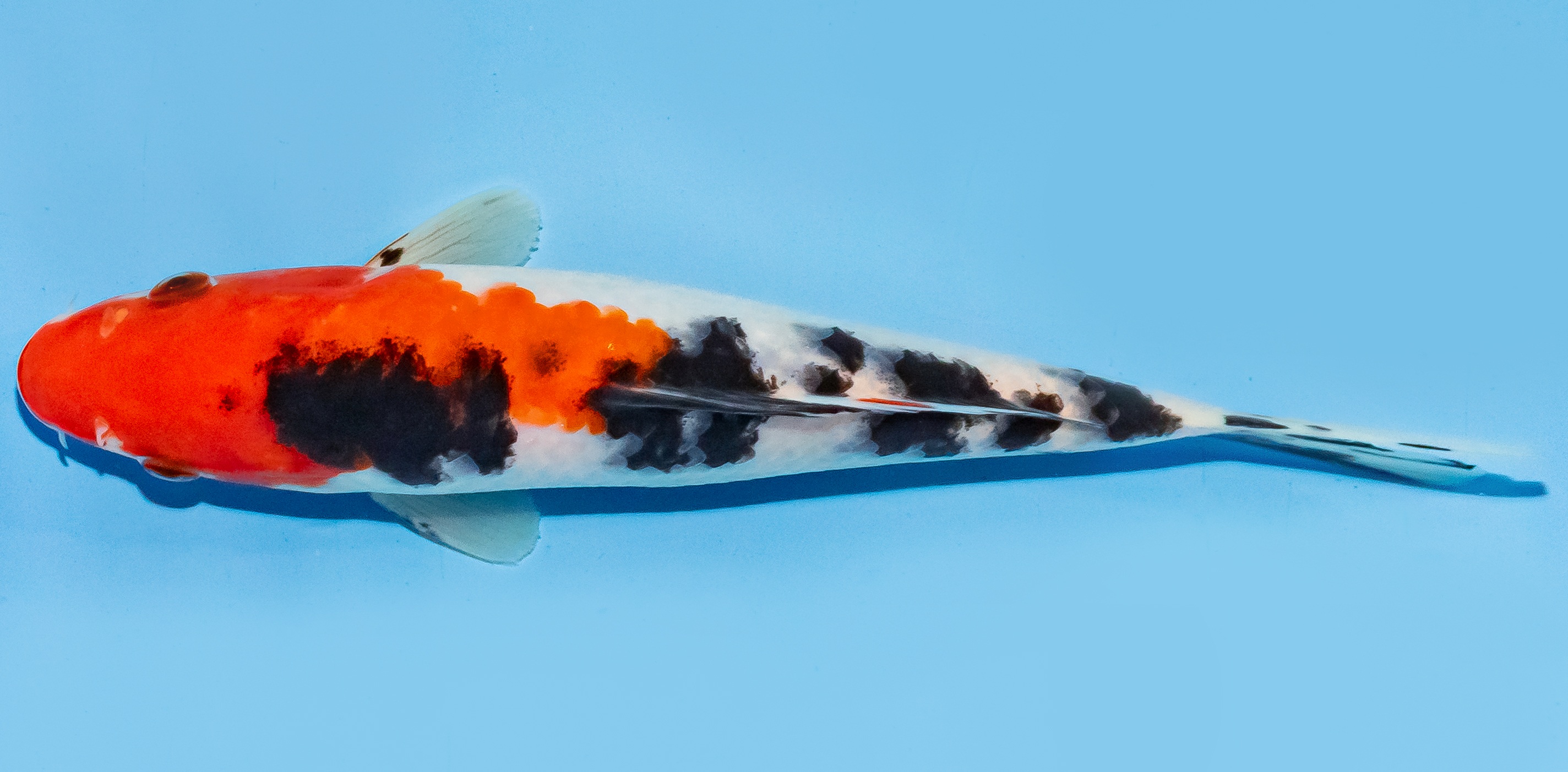 Koi 17-20cm Nr. 6825