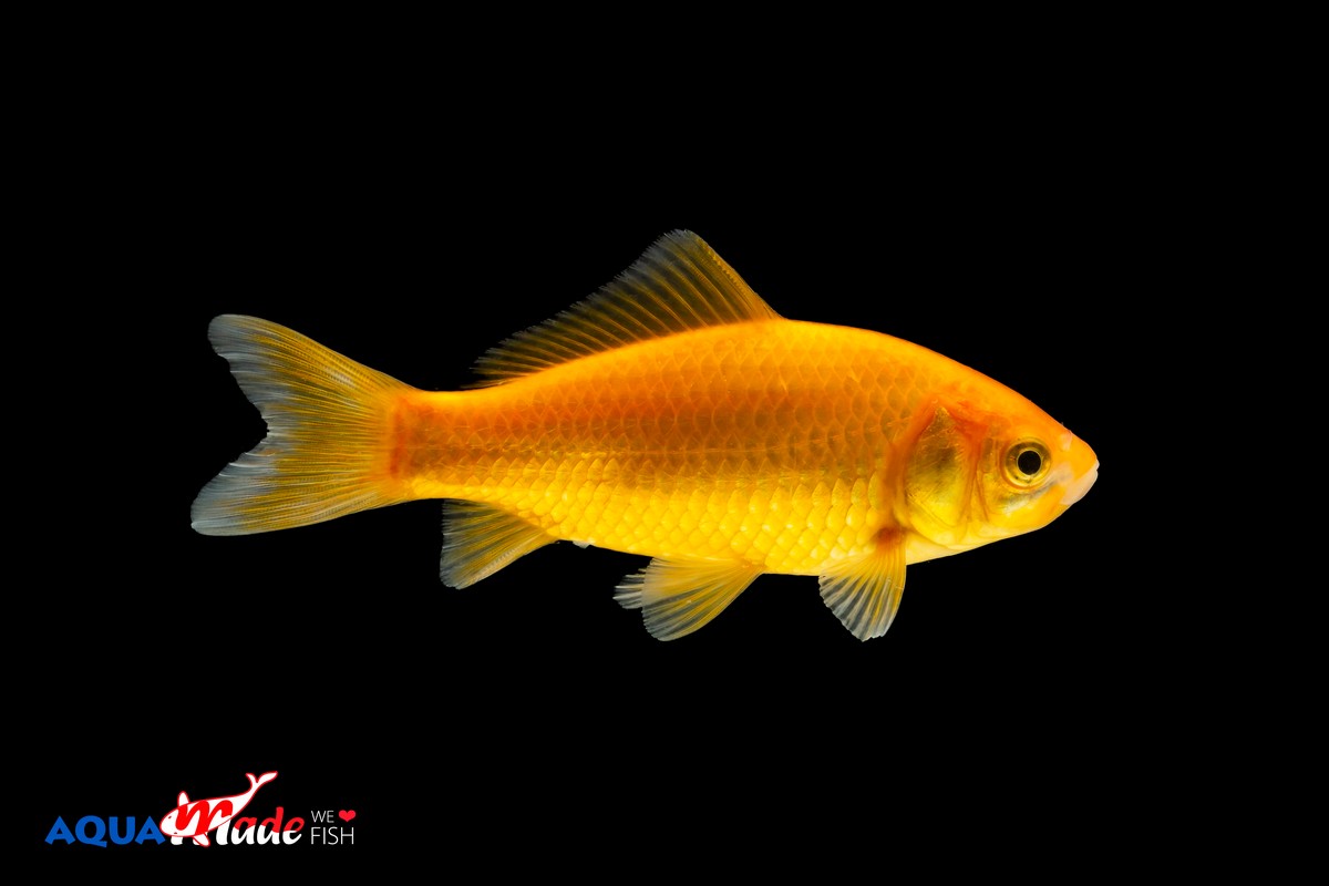 Gele Goudvis (Carassius auratus)