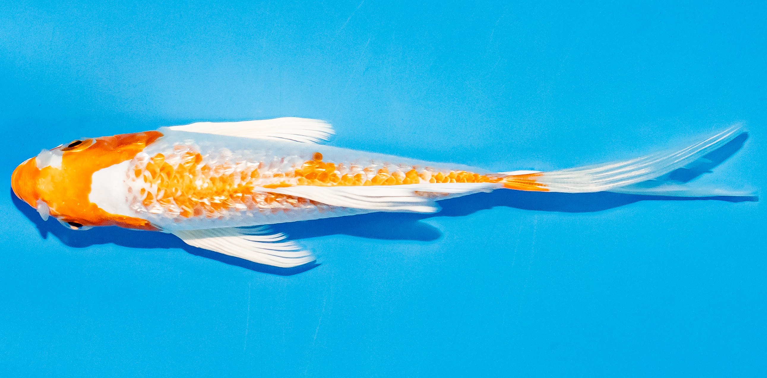 Butterfly Koi 14-17cm Nr. 3716
