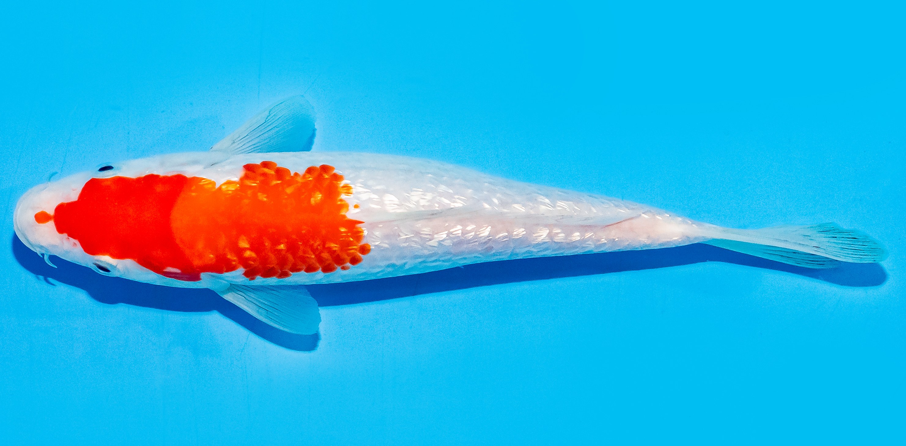 Koi 17-20cm Nr. 7220