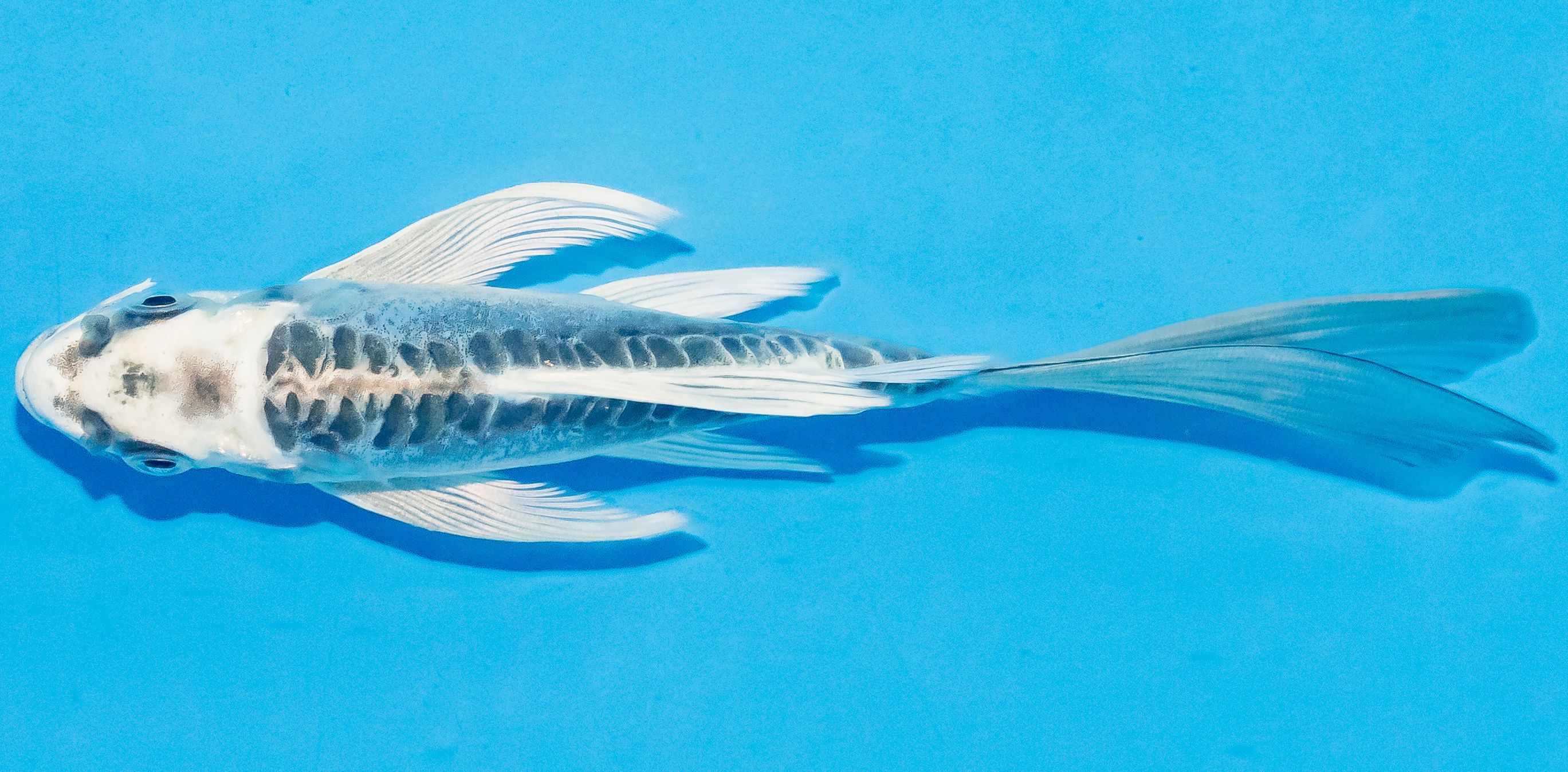 Butterfly Koi 14-17cm Nr. 3707