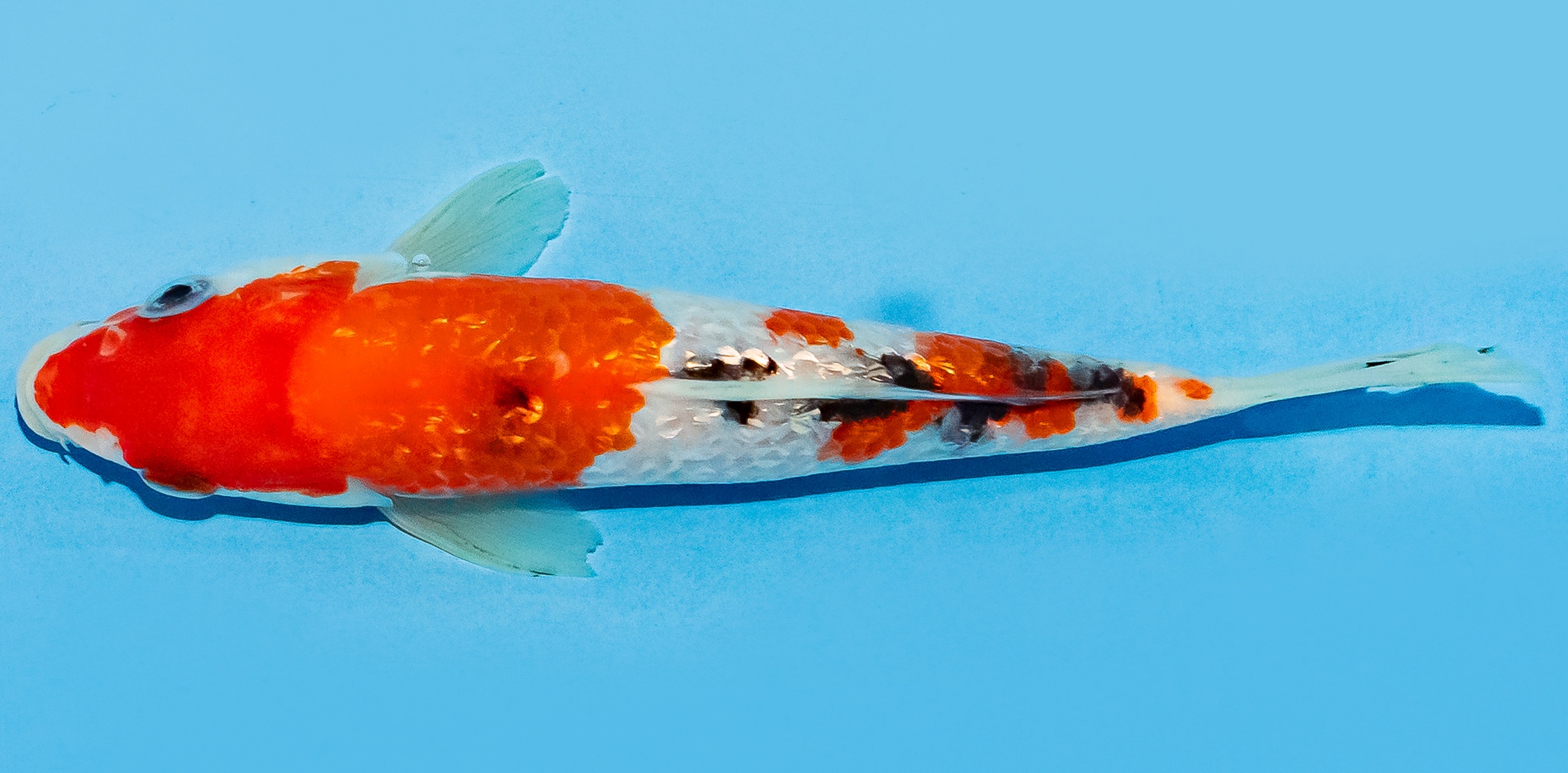 Koi 14-17cm Nr. 8105