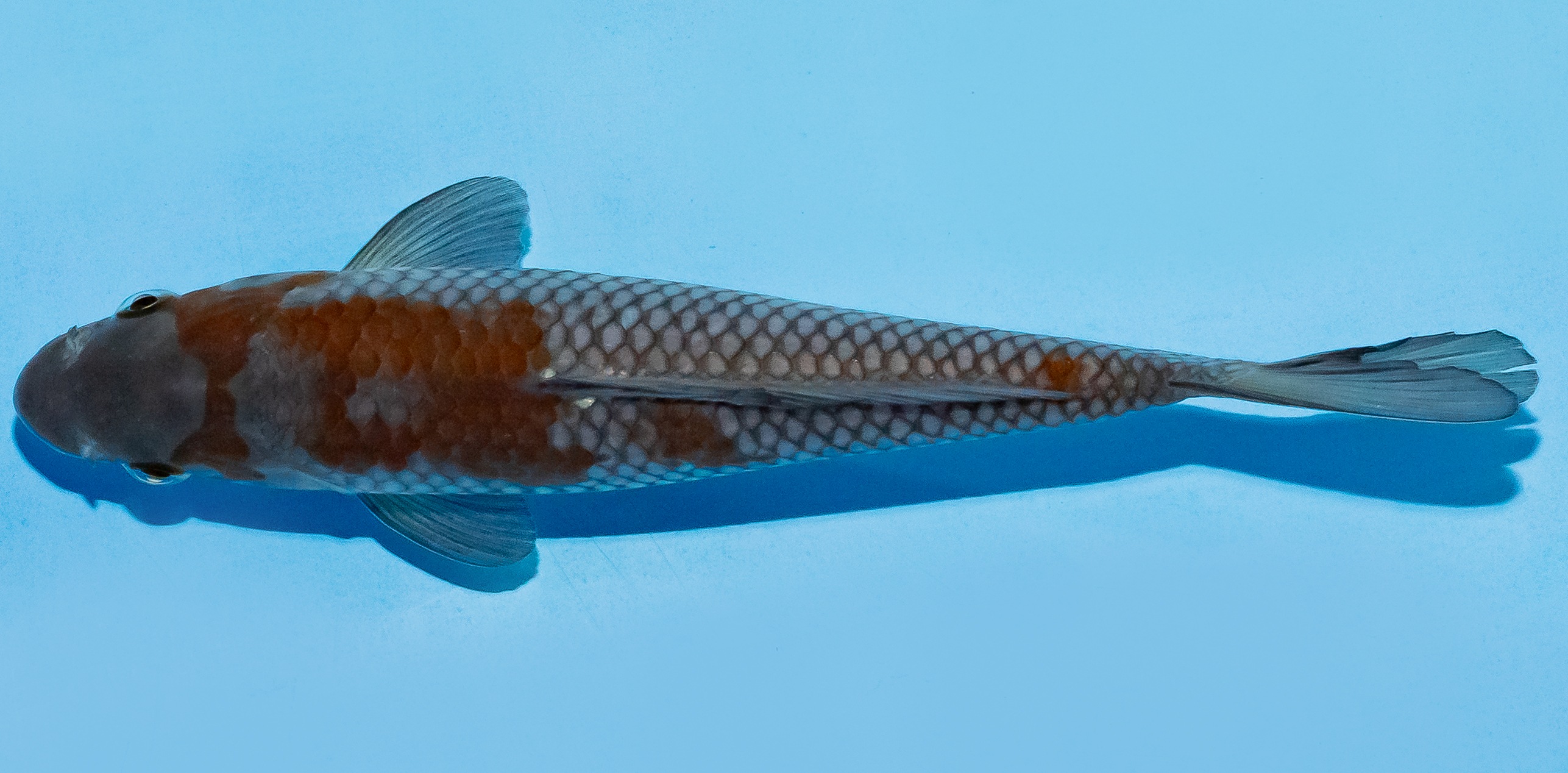 Koi 17-20cm Nr. 7703