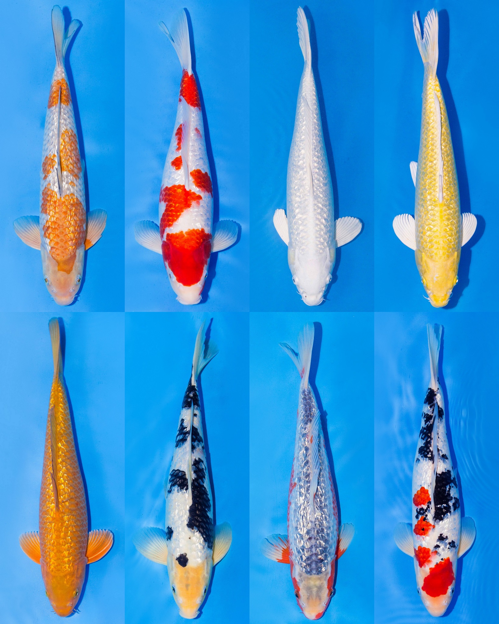 Koi GinRin (Glitterschubben)