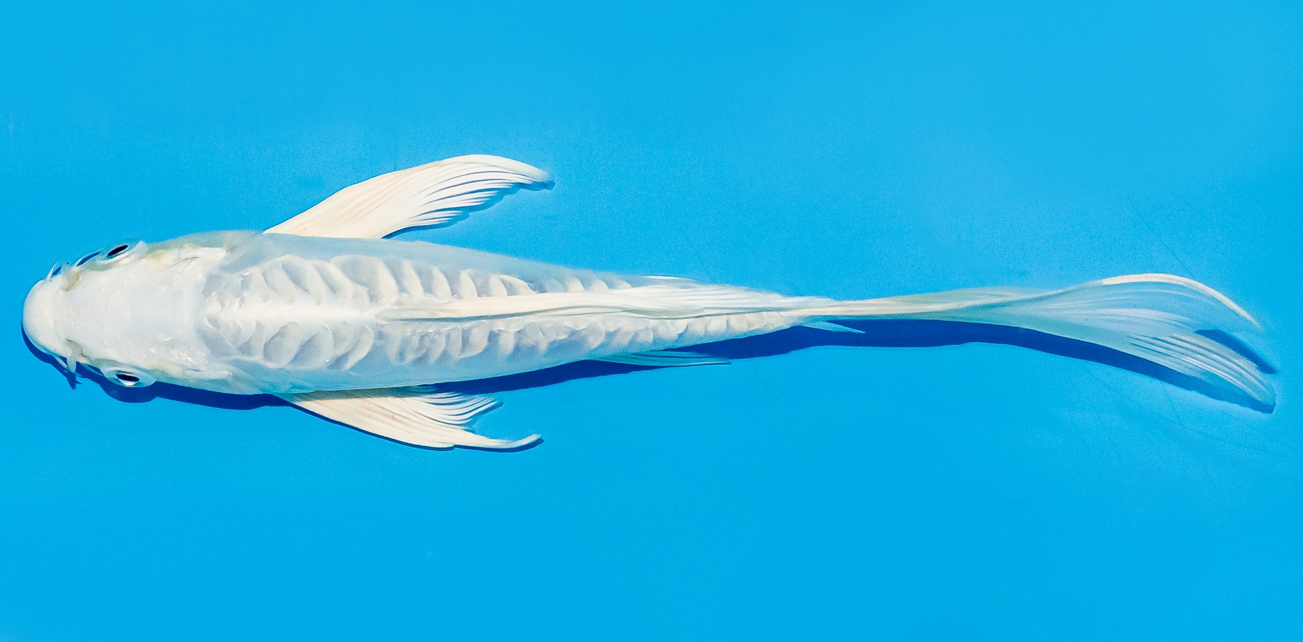 Butterfly Koi 20-25cm Nr. 5405