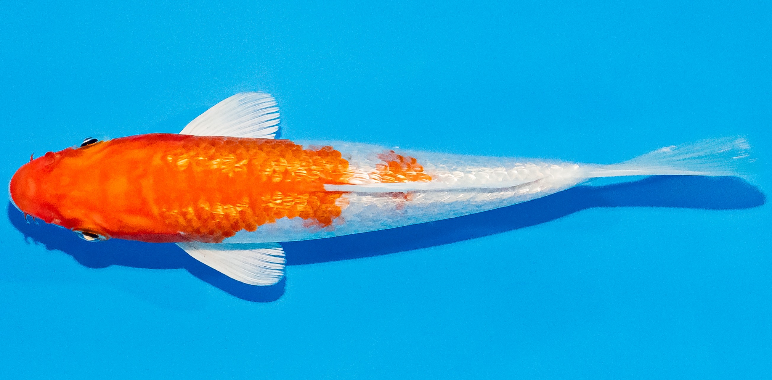 Koi 14-17cm Nr. 3086