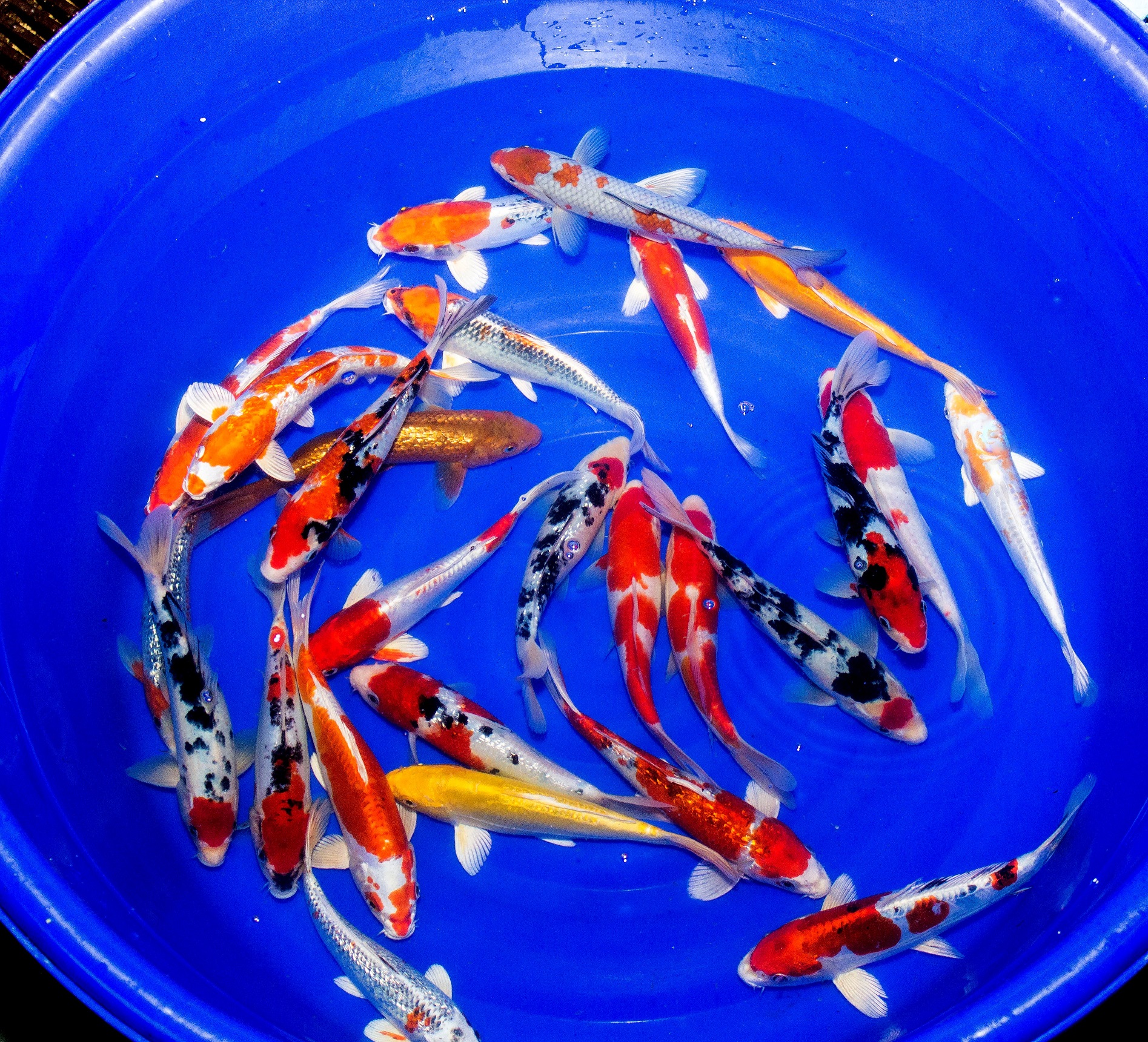 5x Koi High Quality 9-12cm
