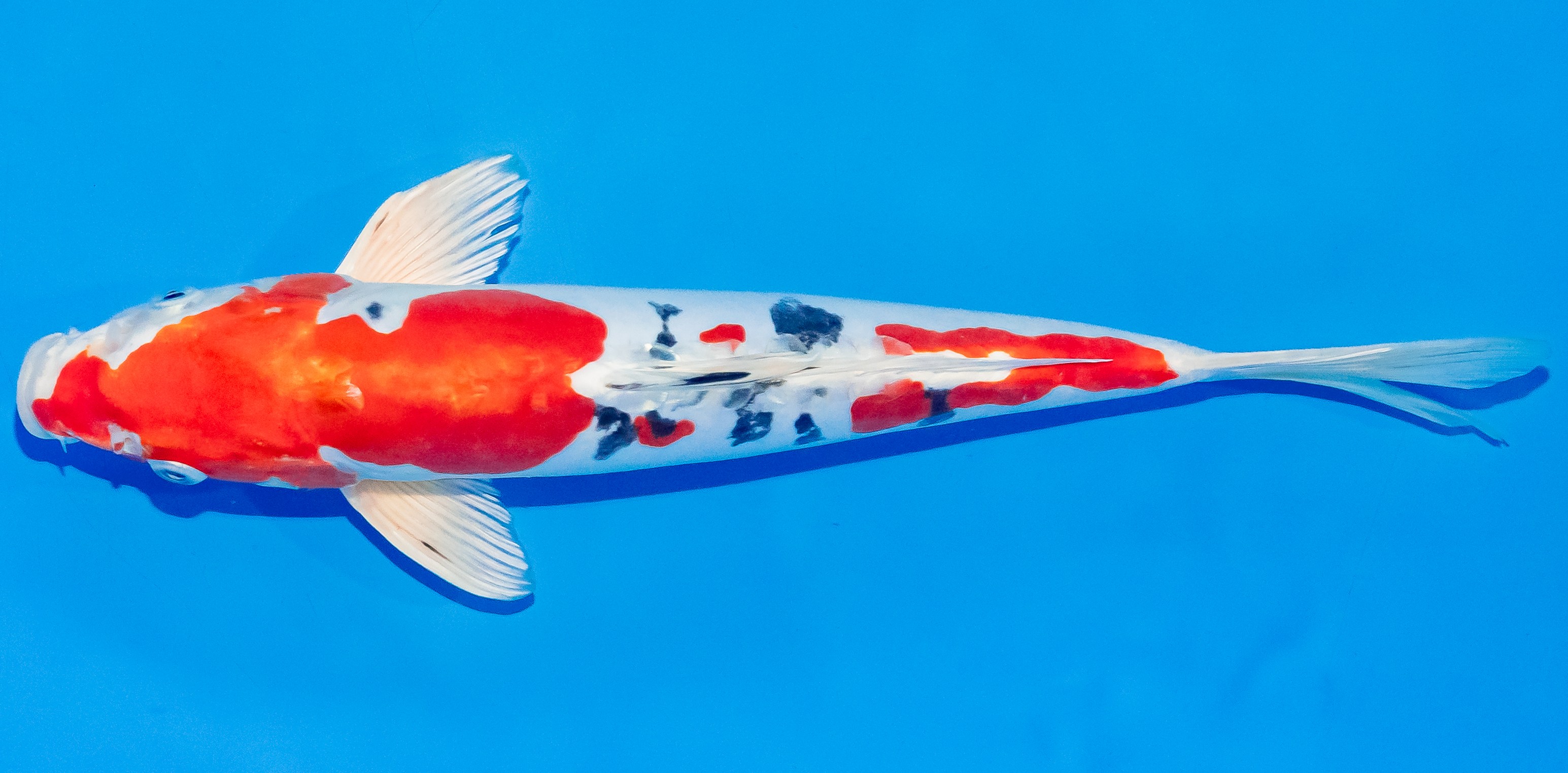 Koi 30-35cm Nr. 3727