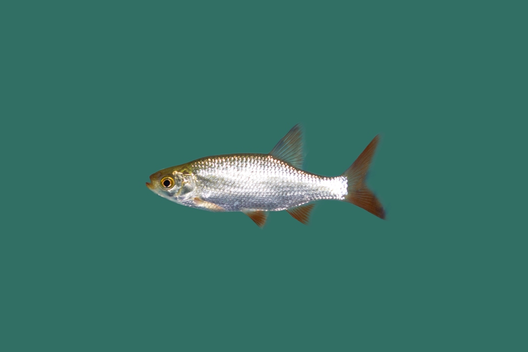 100x Ruisvoorn 5-7cm