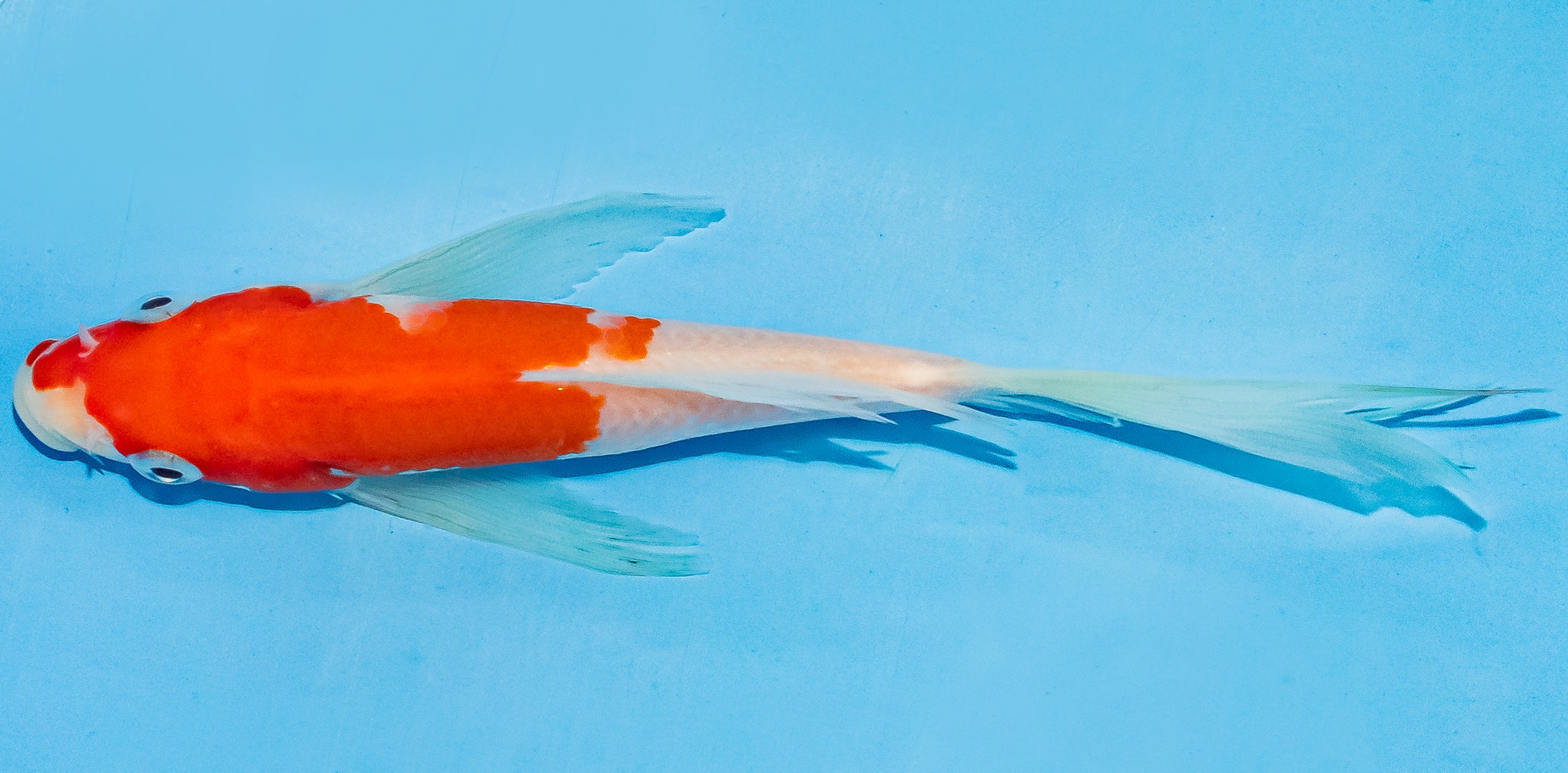 Butterfly Koi 14-17cm Nr. 3710