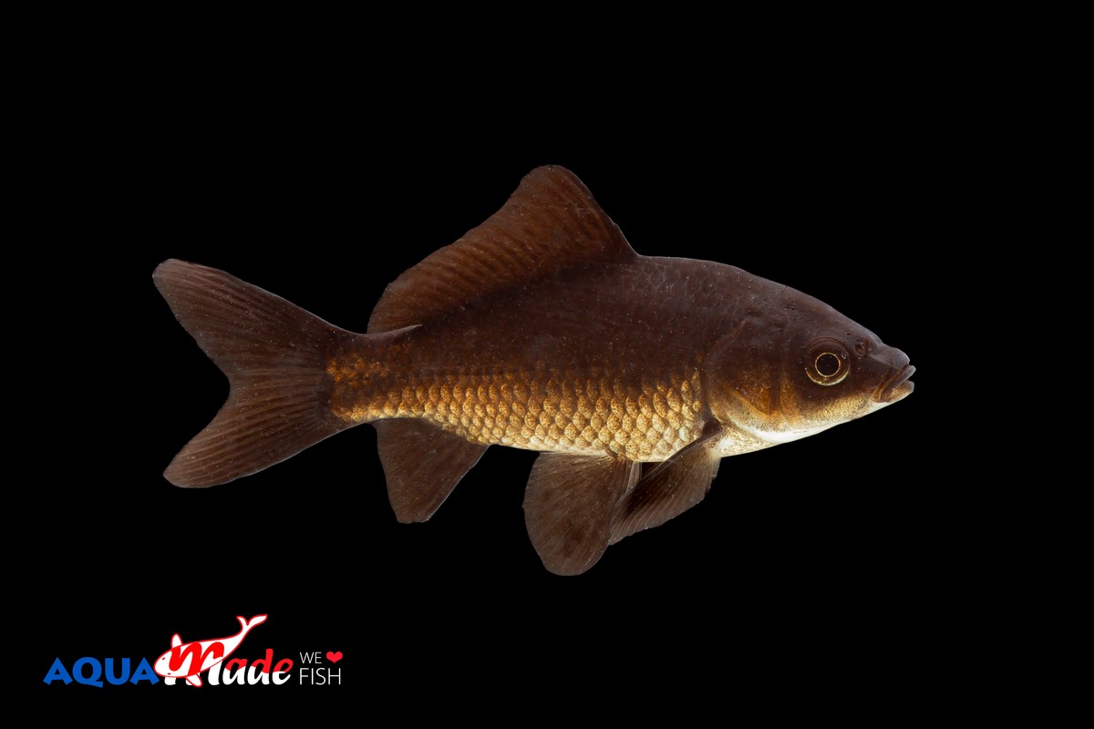 Zwarte Goudvis Comet (Carassius auratus)