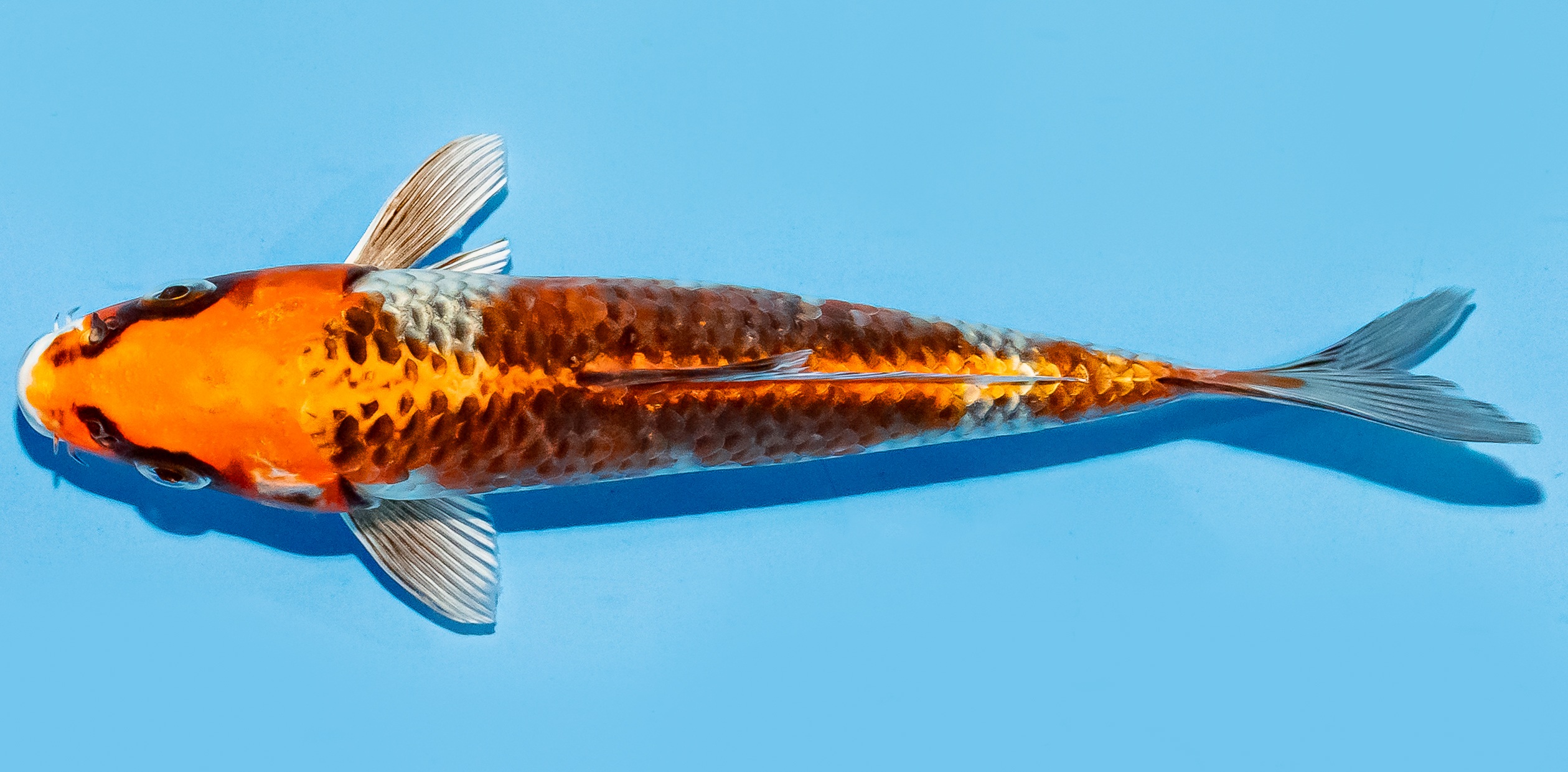 Koi 17-20cm Nr. 7768