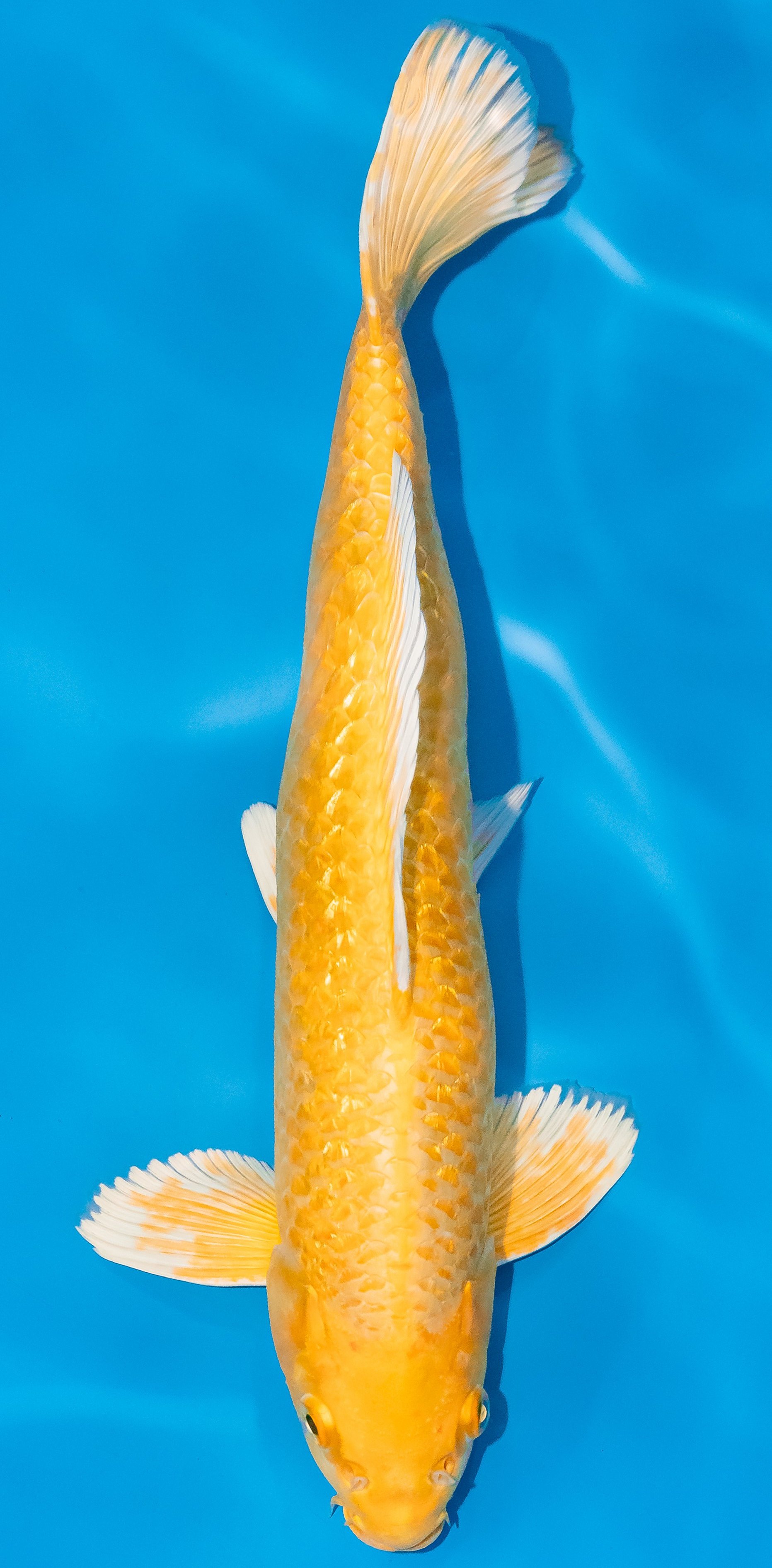 Koi 35-40cm Nr. 1138