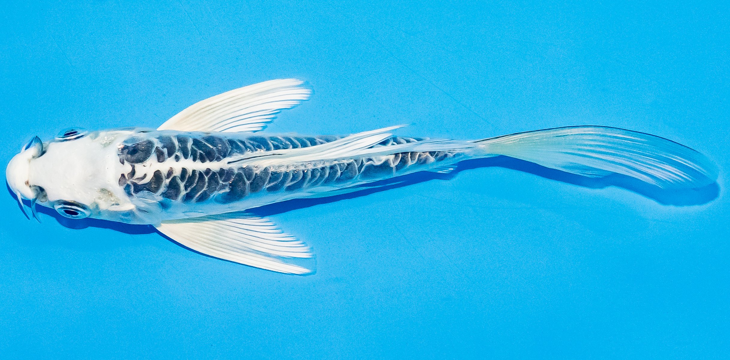 Butterfly Koi 14-17cm Nr. 3722