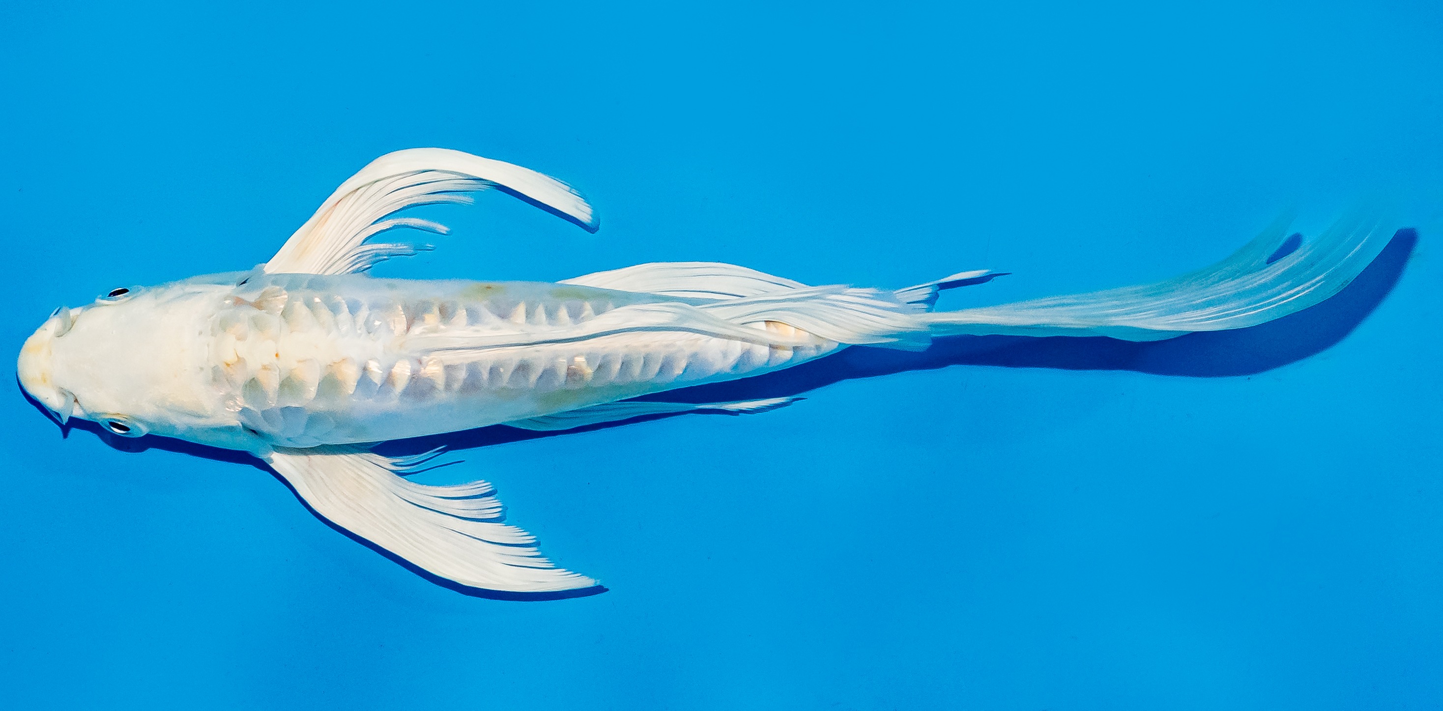 Butterfly Koi 25-30cm Nr. 5647