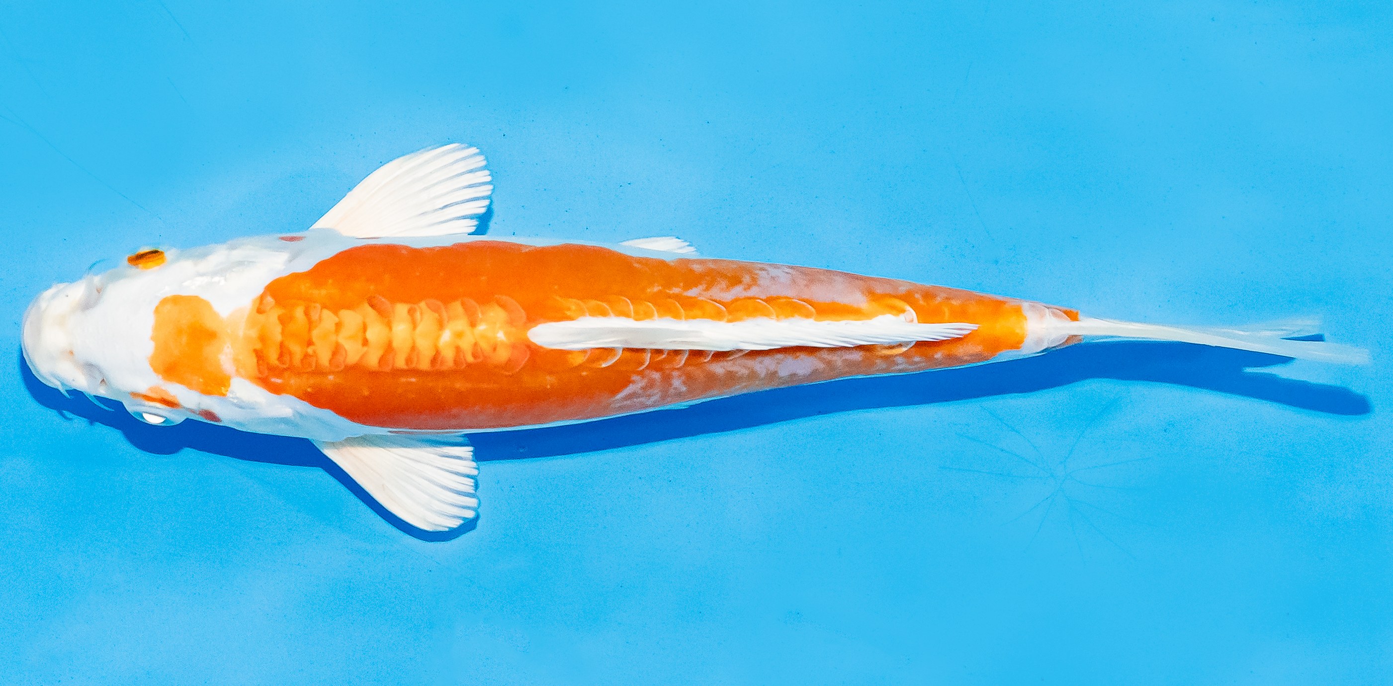 Koi 20-25cm Nr. 6068