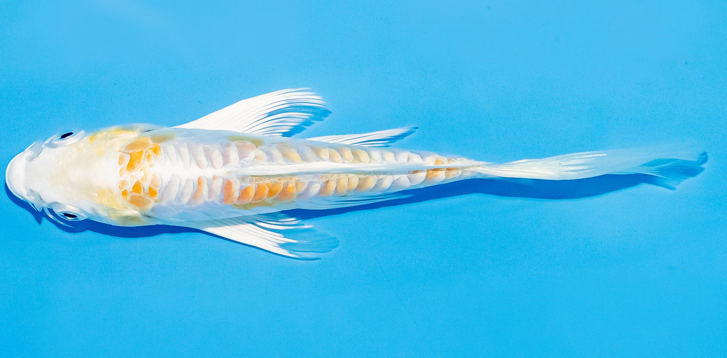 Butterfly Koi 14-17cm Nr. 3721