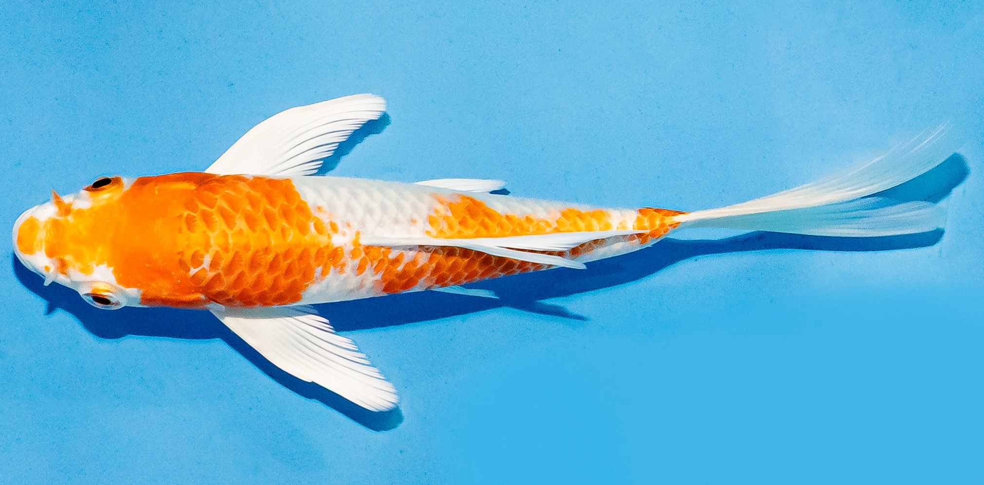 Butterfly Koi 14-17cm Nr. 5750