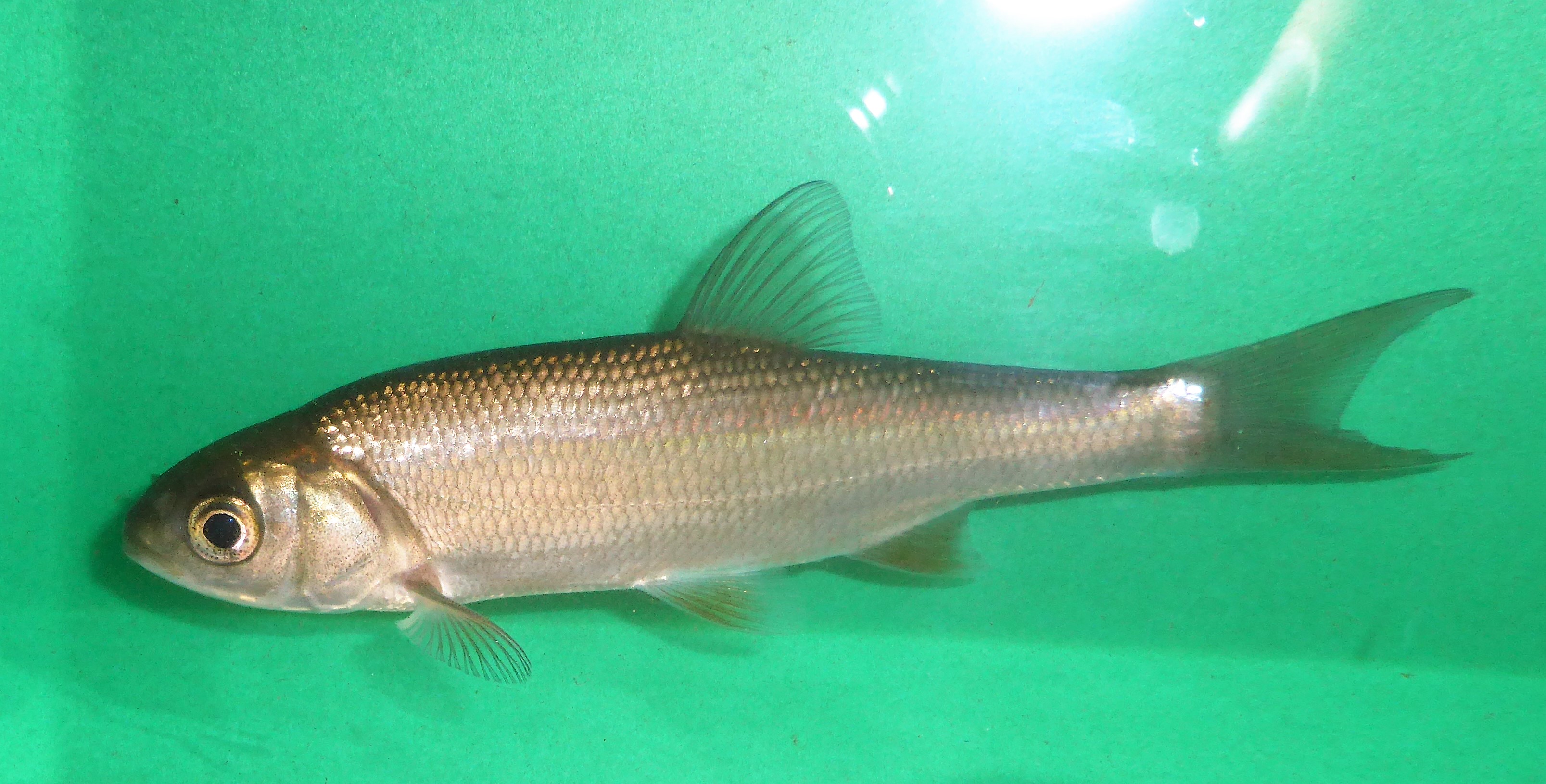 Winde (Leuciscus idus)