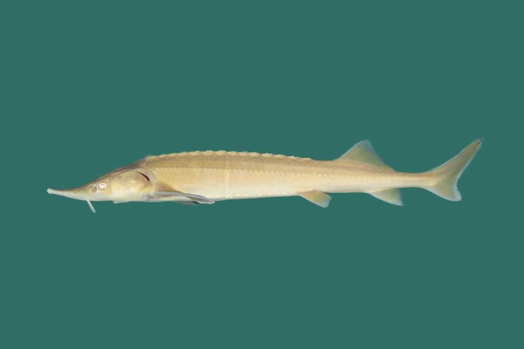 Albino Sterlet (Acipenser ruthenus)