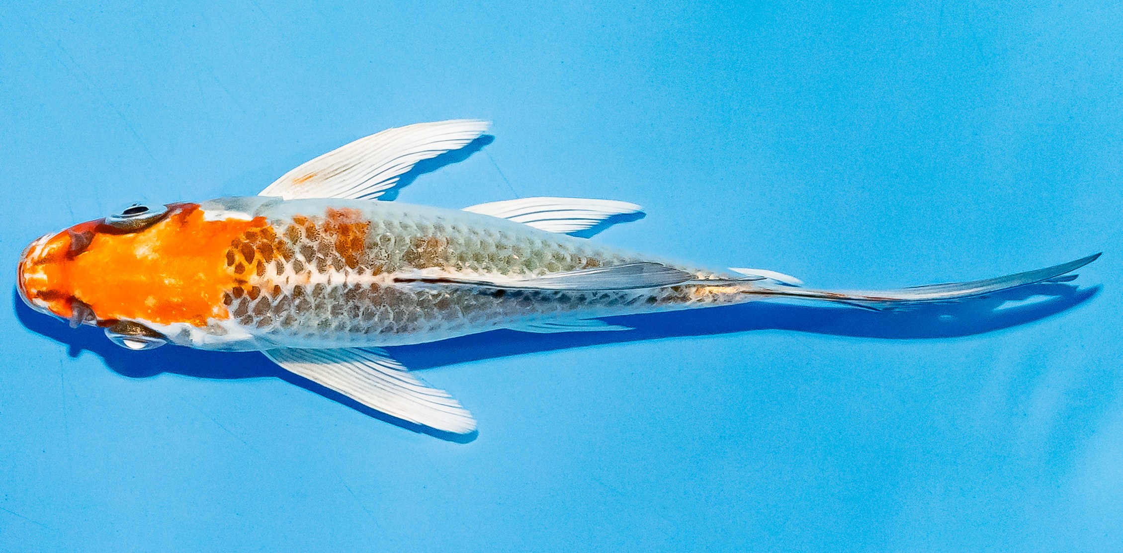 Butterfly Koi 14-17cm Nr. 5709