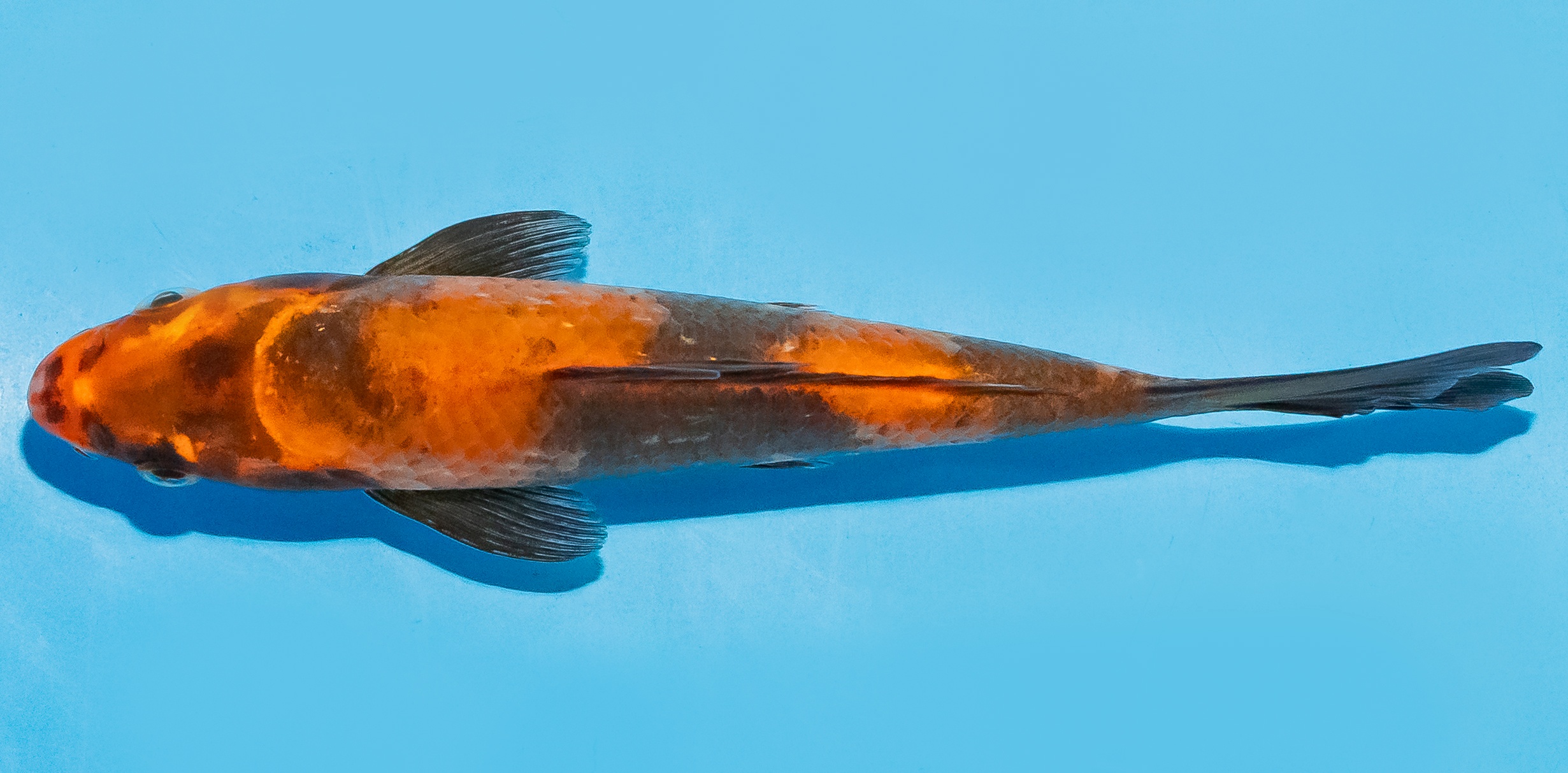 Koi 14-17cm Nr. 8039