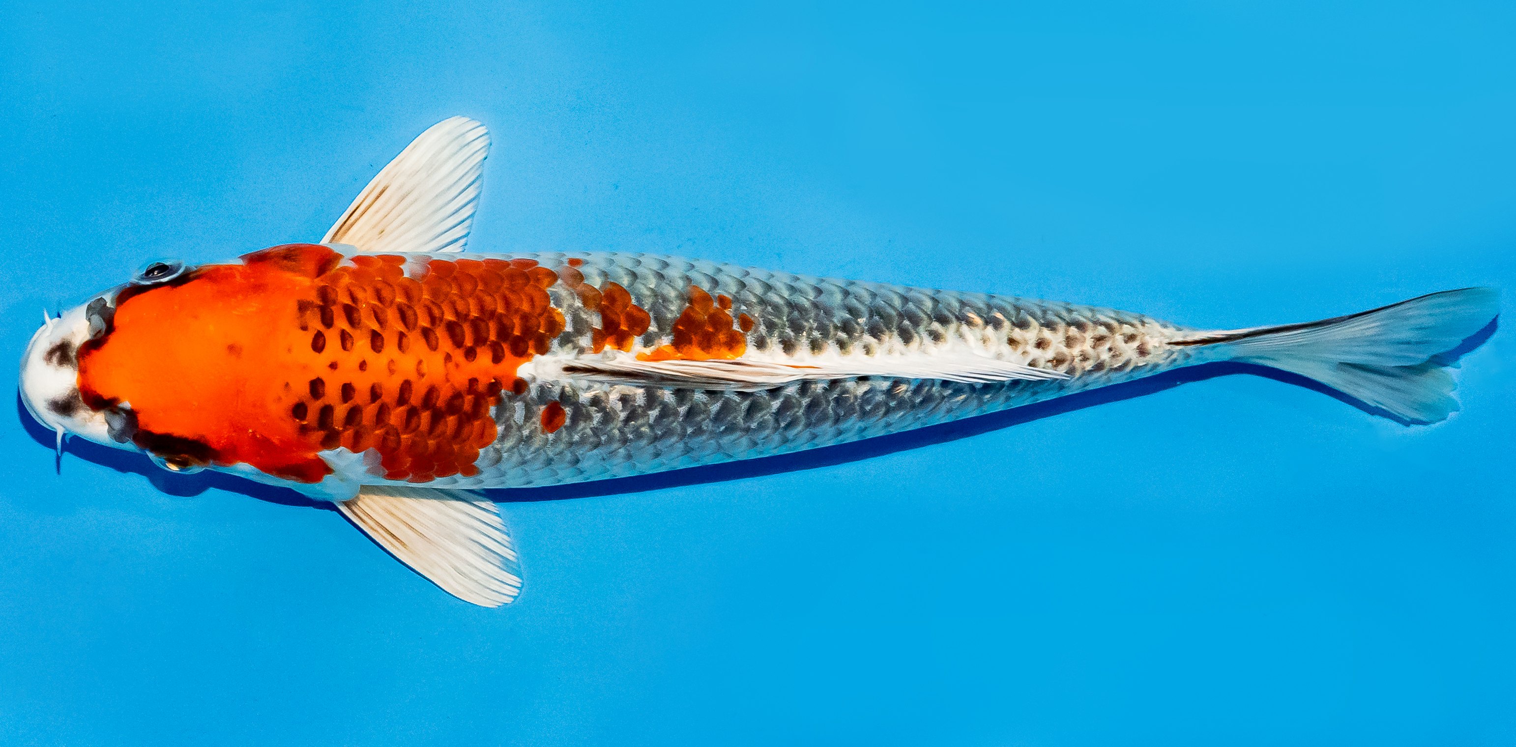 Koi 25-30cm Nr. 5336