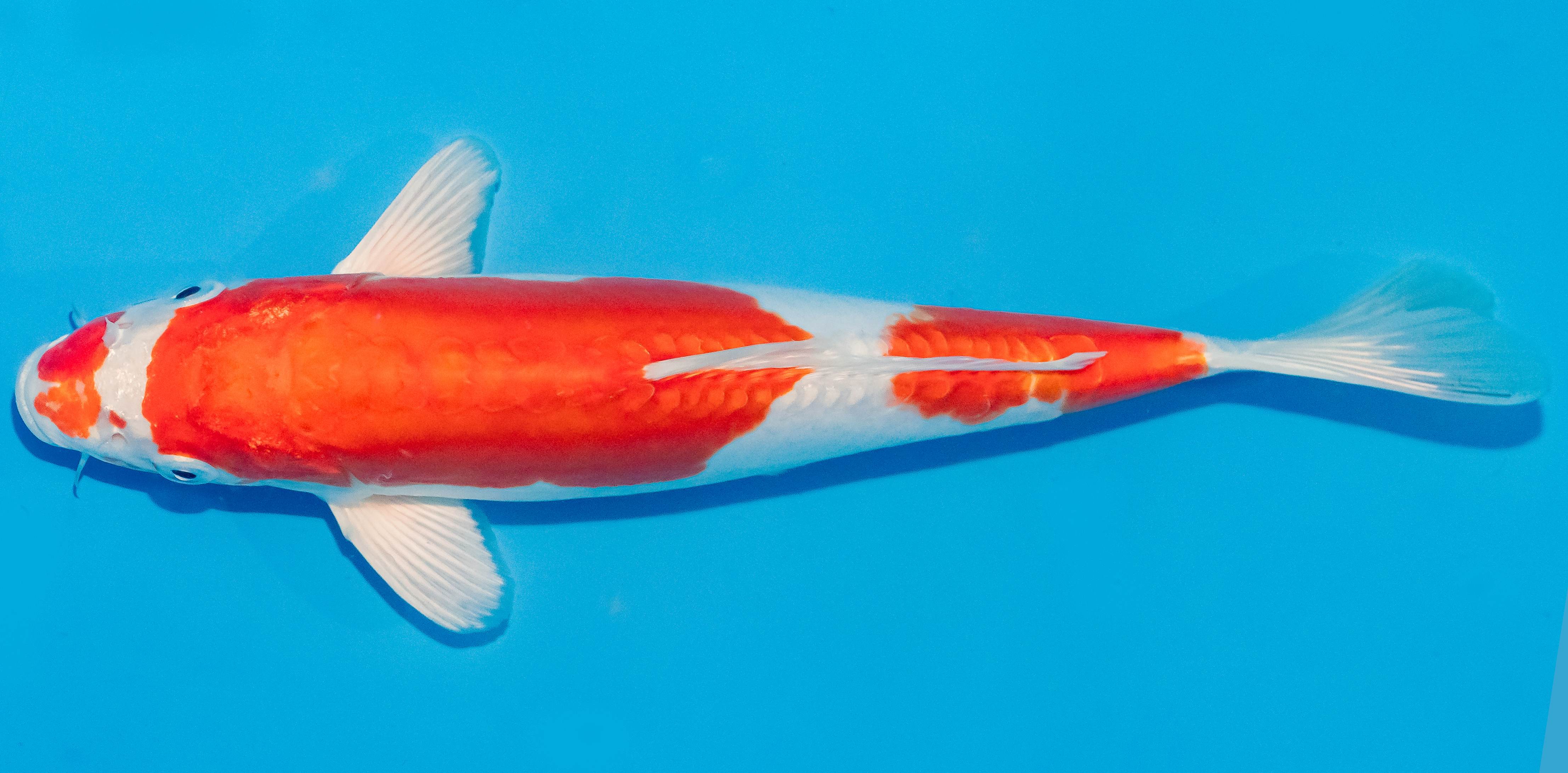 Koi 25-30cm Nr. 1573
