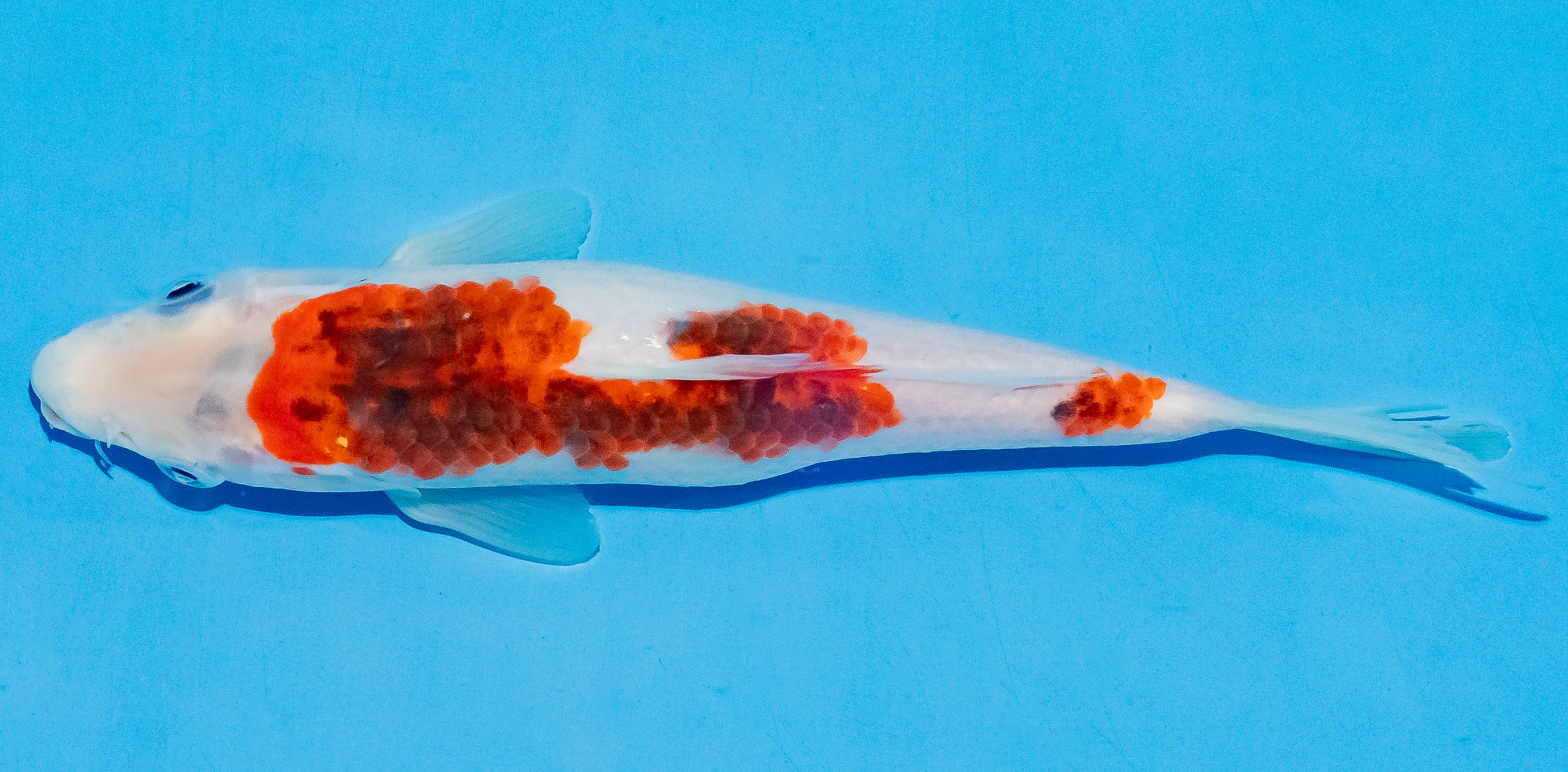 Koi 20-25cm Nr. 6037