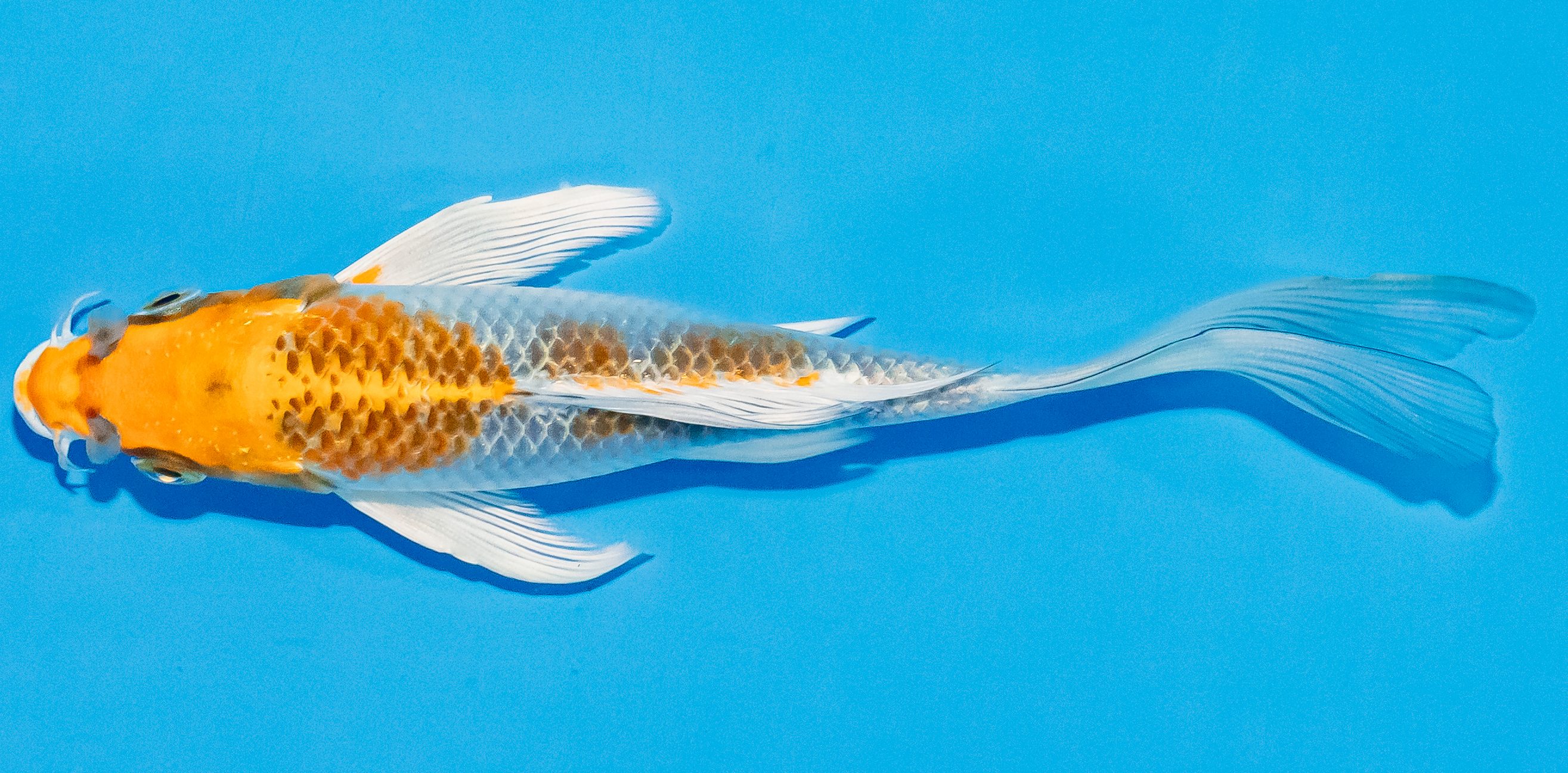 Butterfly Koi 14-17cm Nr. 3723
